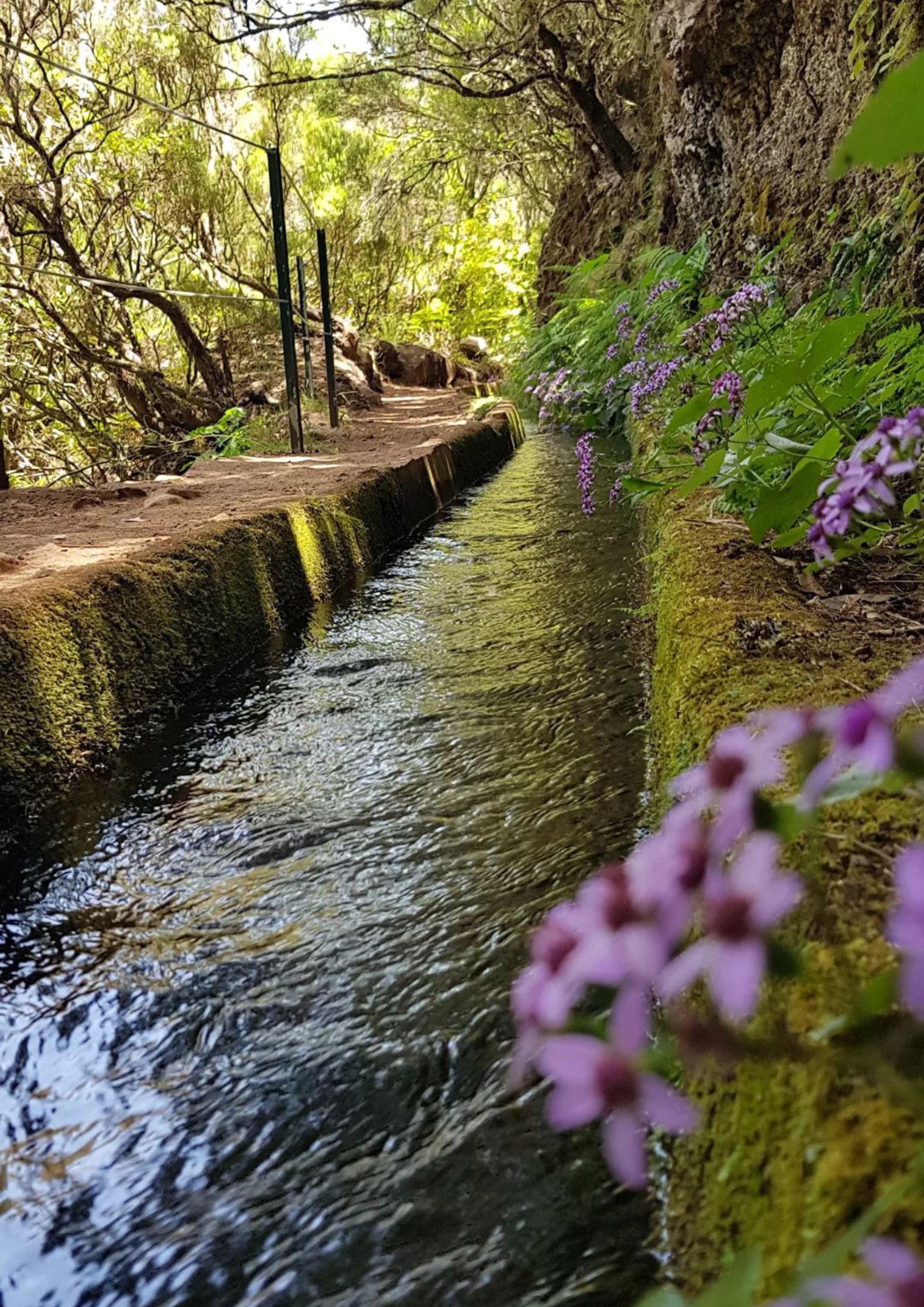 PR6.2 - Levada do Alecrim