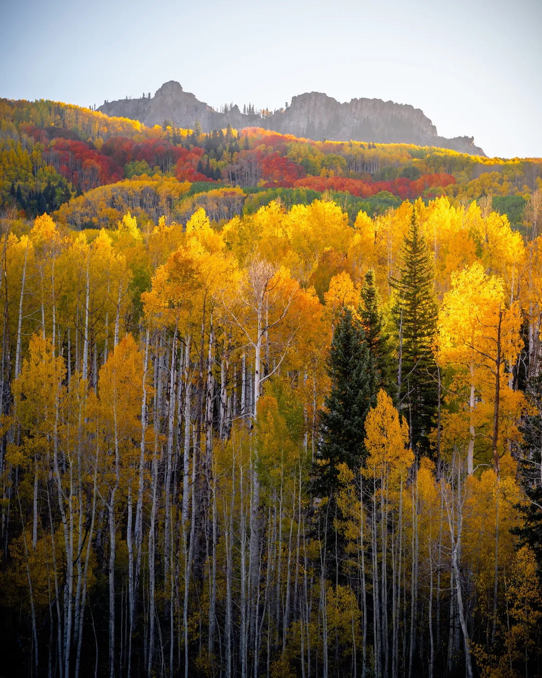 Bright Aspens