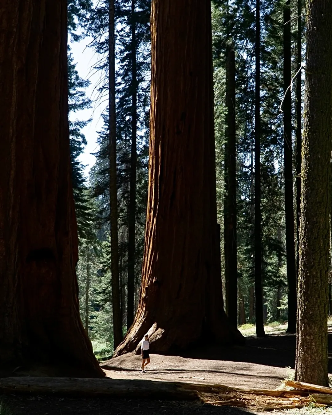 Sequoia National Park