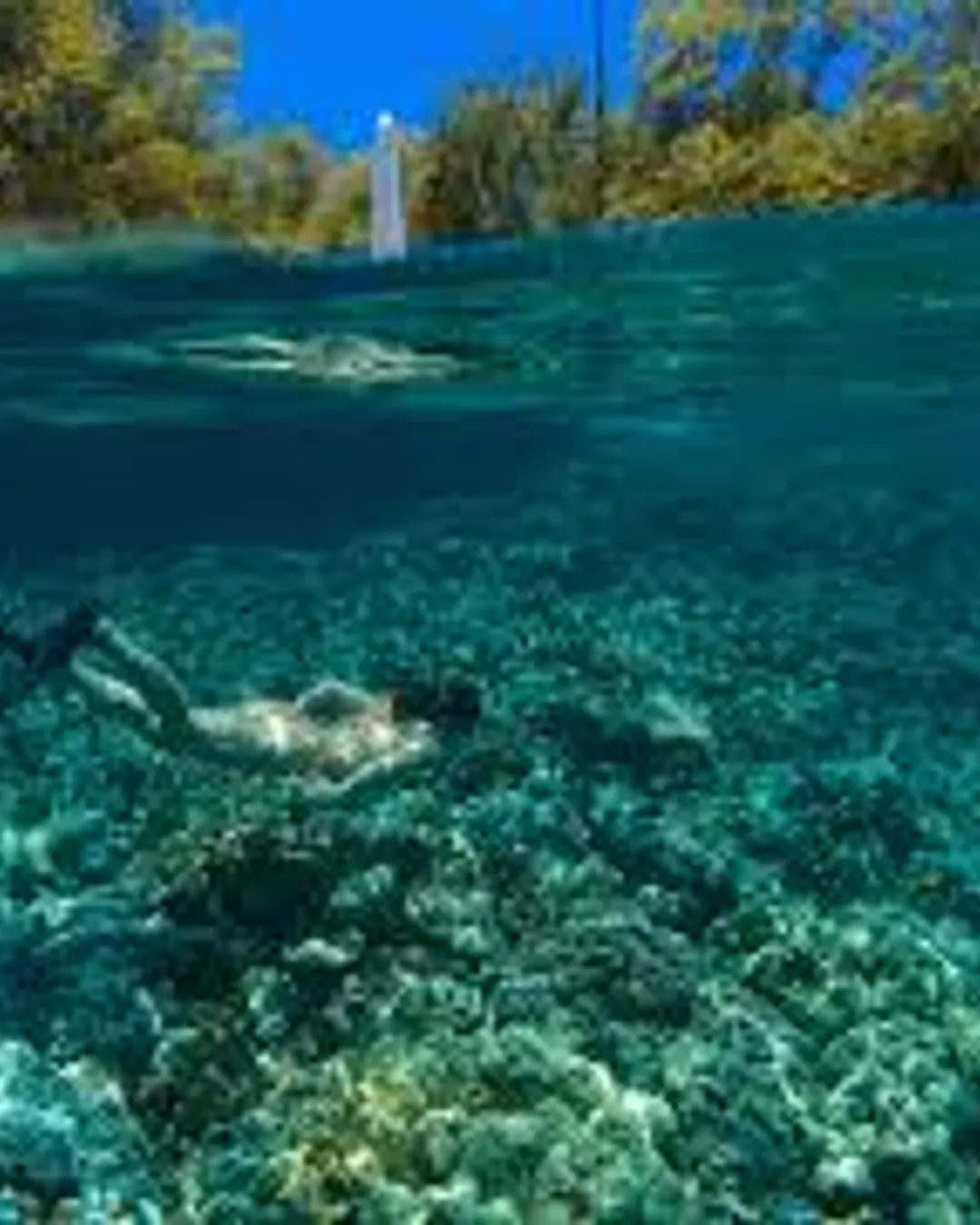 Kealakekua Bay Snorkeling