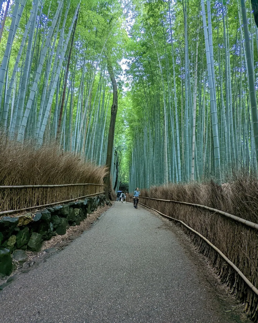 Arashiyama Bamboo Forest