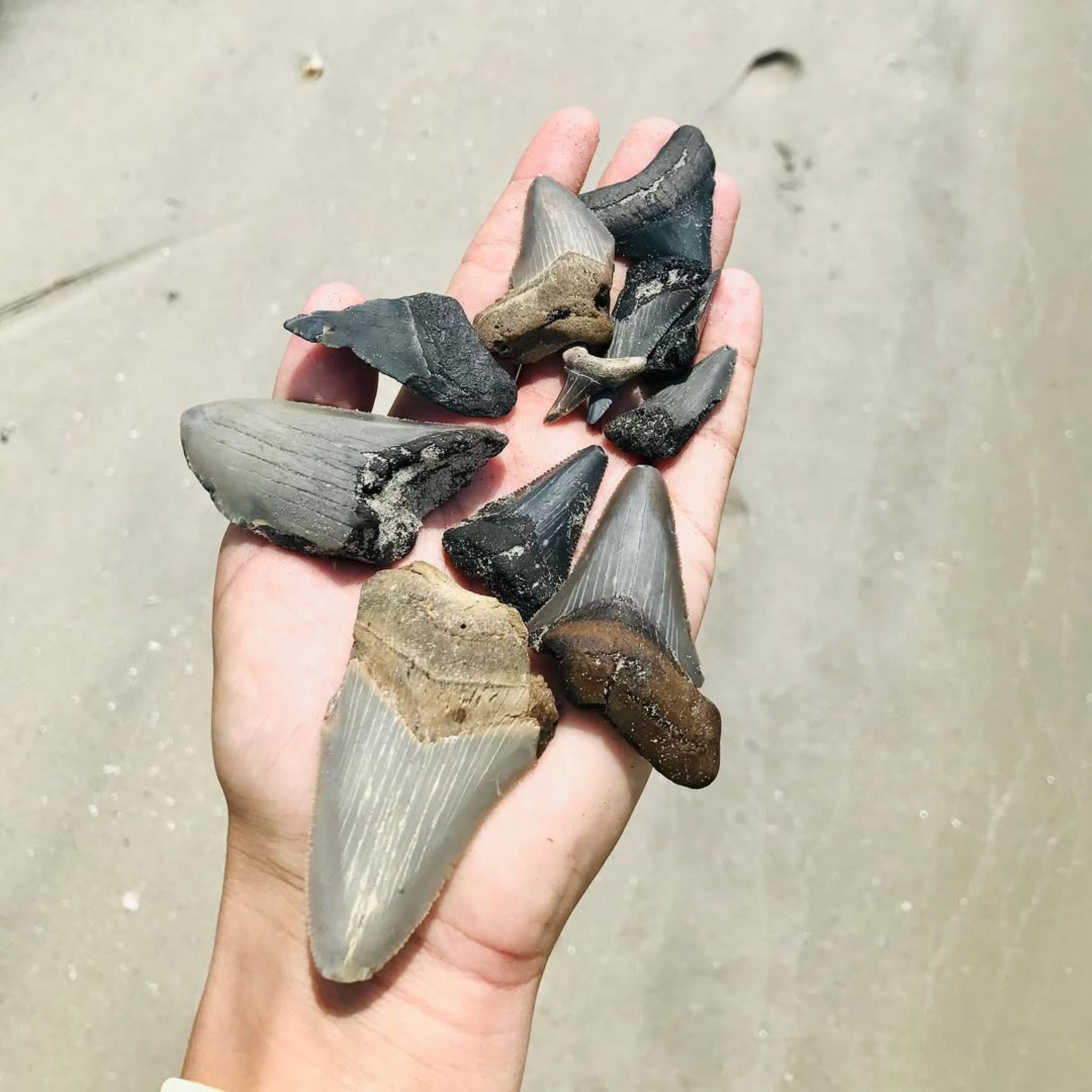 Shark Tooth Hunting with Charleston Outdoor Adventures