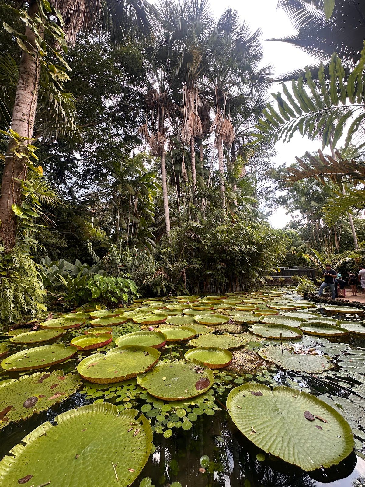 Bosque Rodrigues Alves - Jardim Zoobotânico da Amazônia