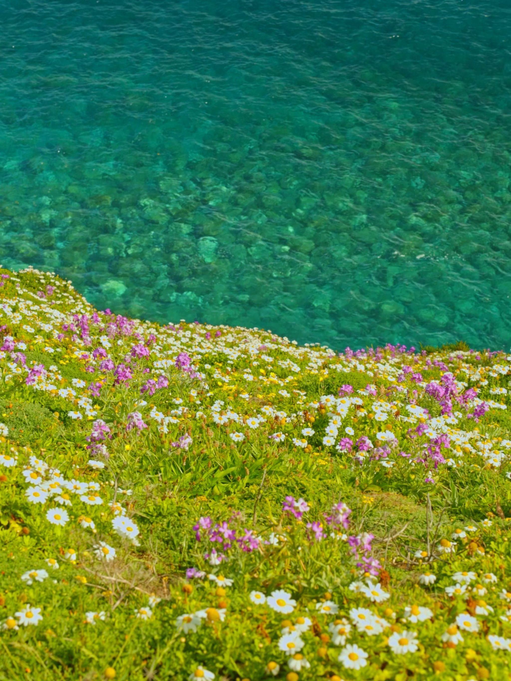 Flowers Ocean