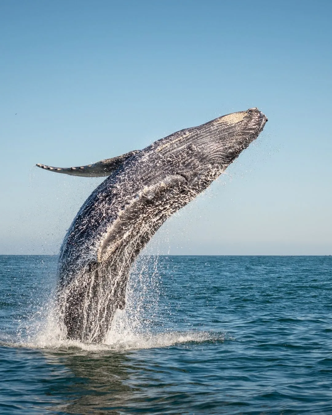 Whale Watching from Reykjavik Harbor