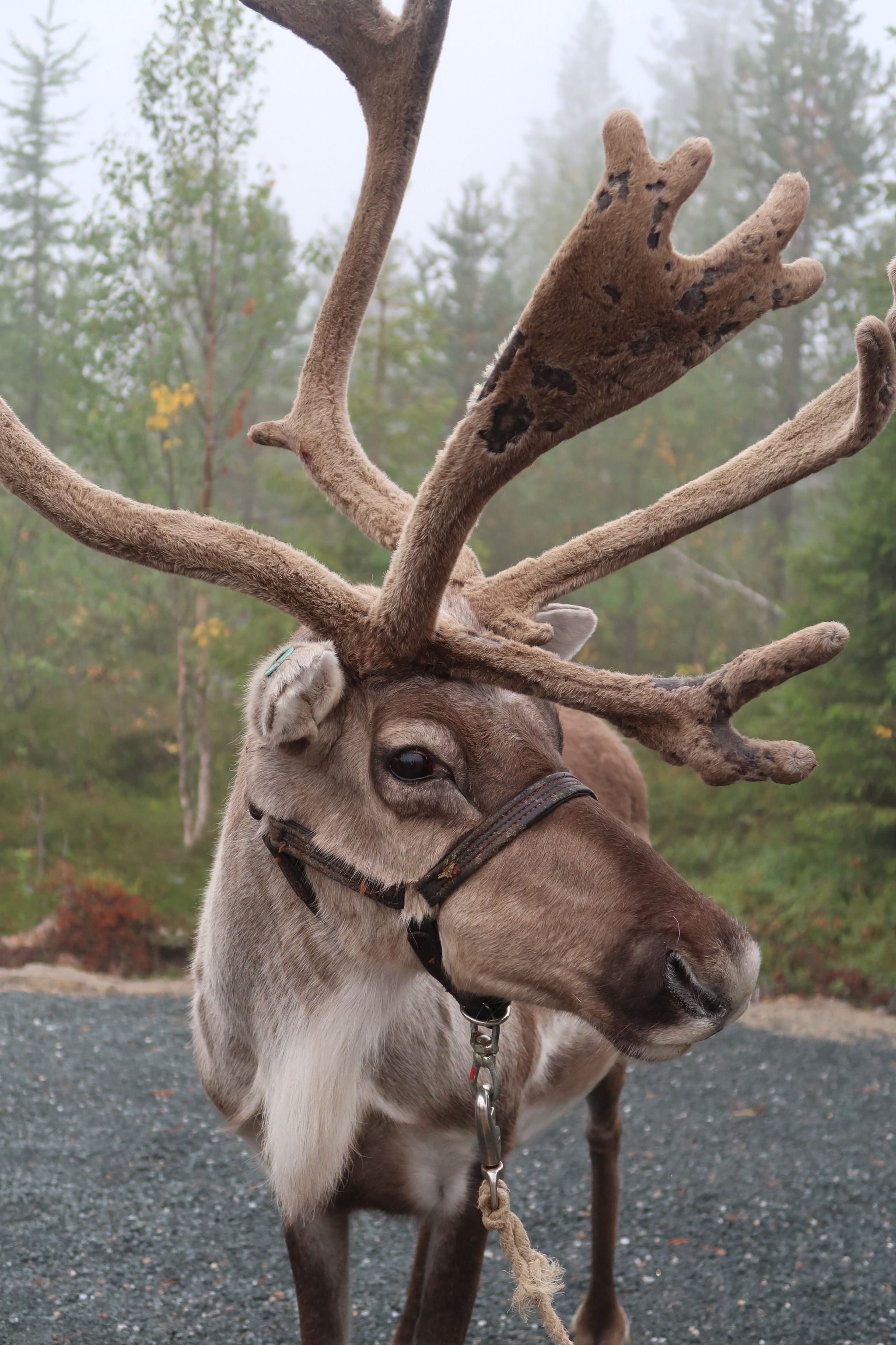 Ylitalo Reindeer farm