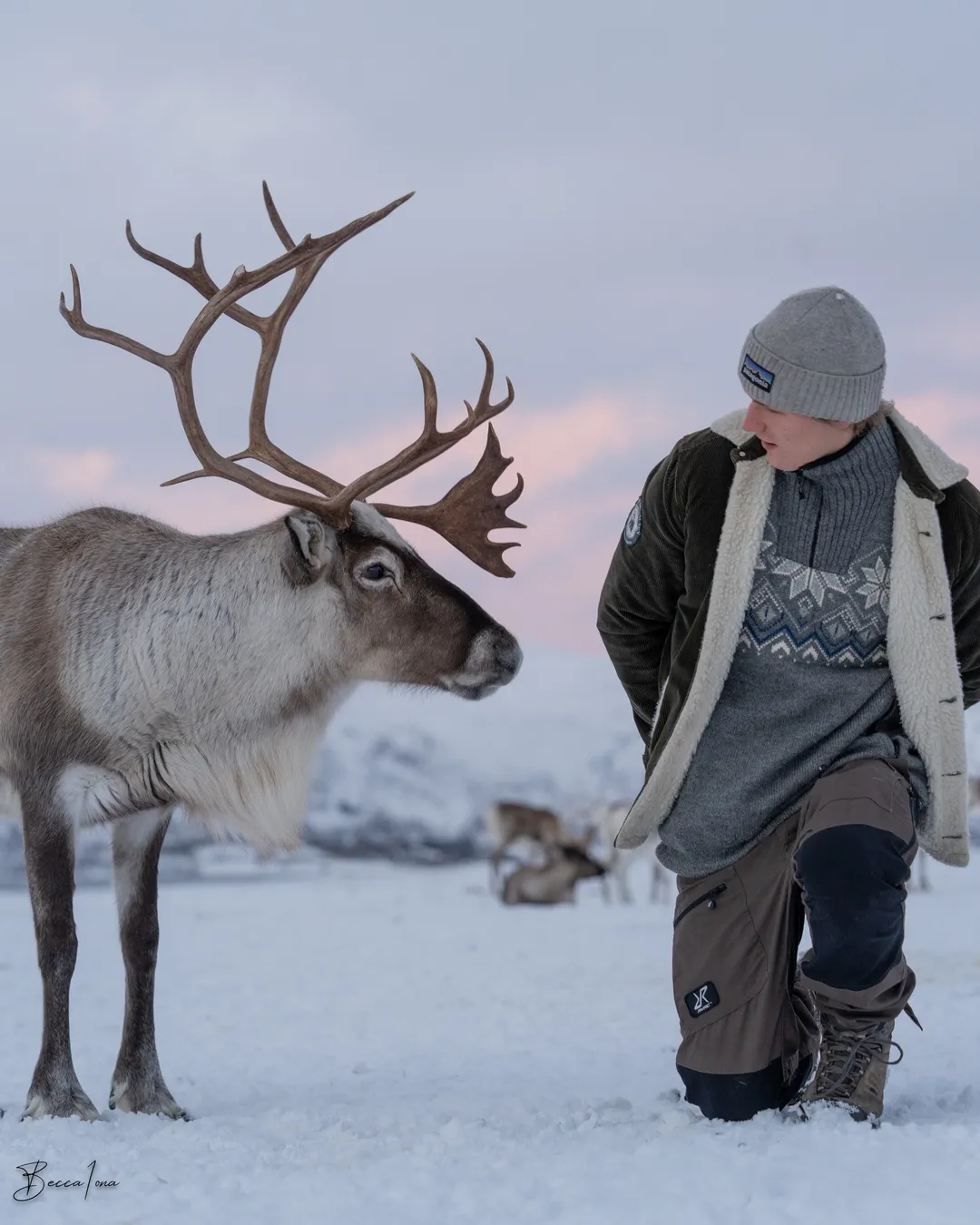 Tromsø Arctic Reindeer