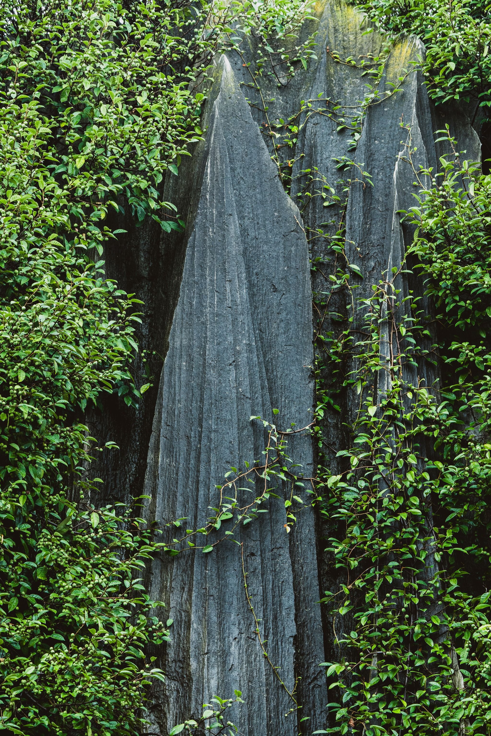 🪨 Shilin Stone Forest
