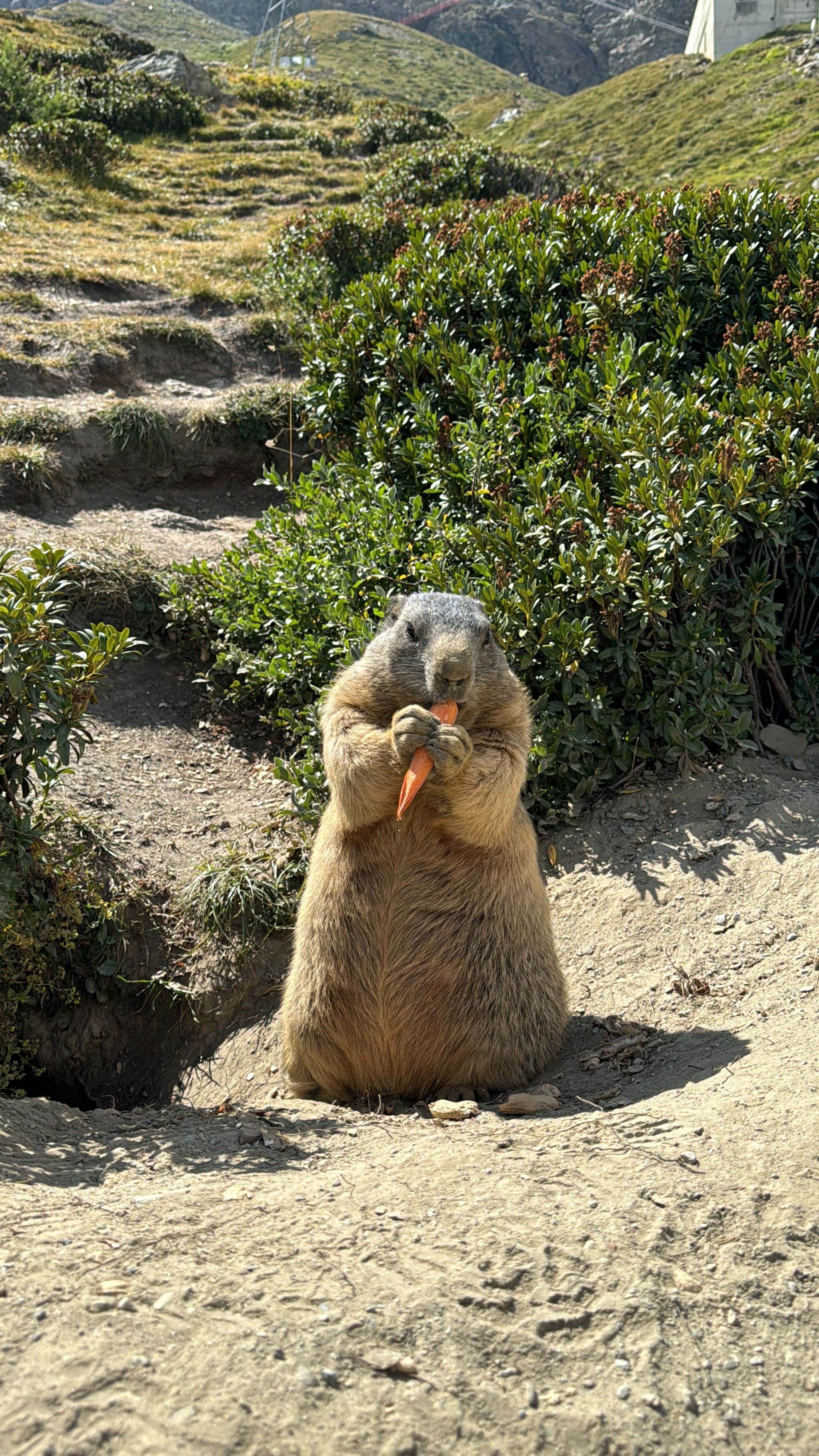 Marmottes Spielboden
