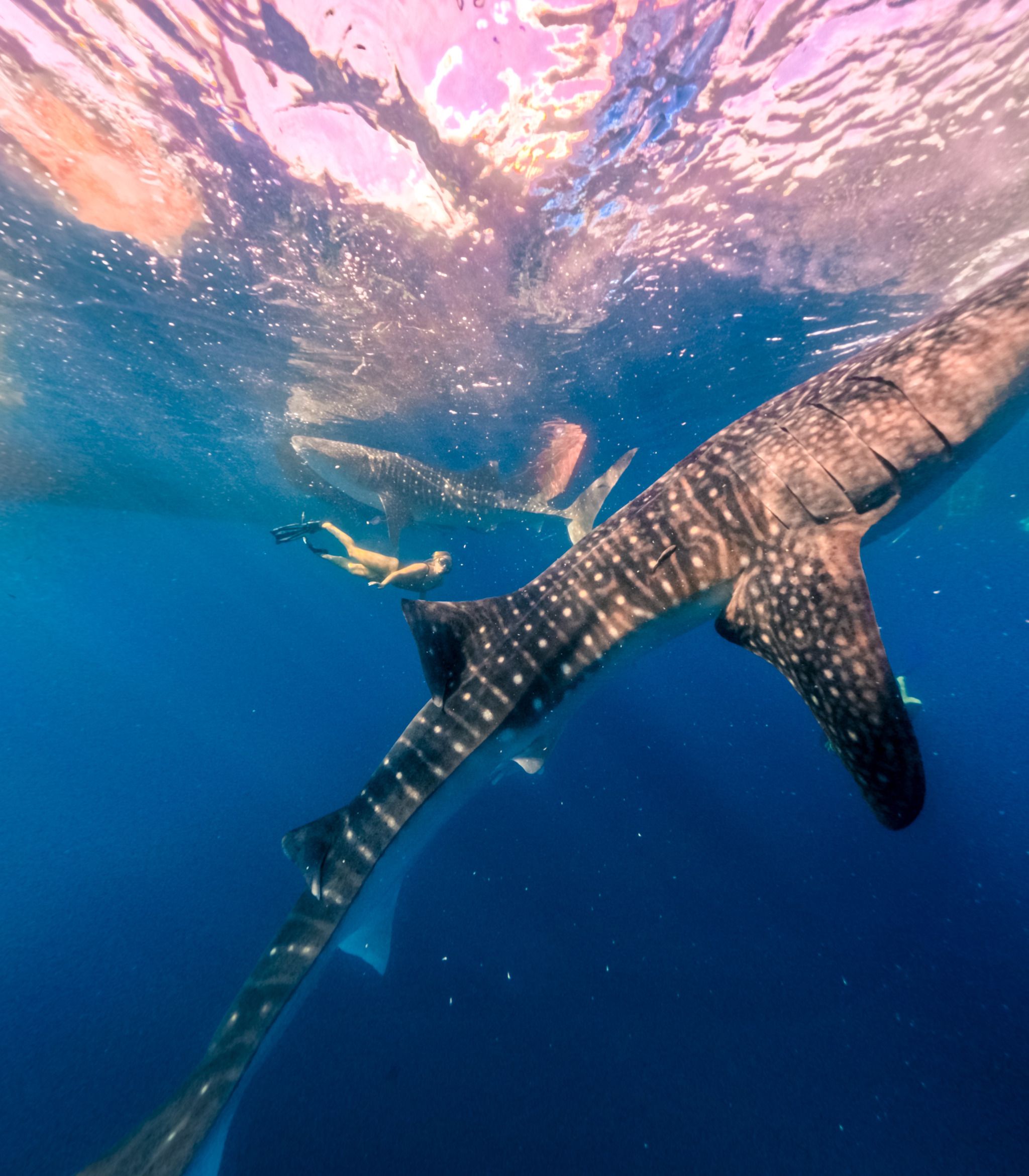 Whalesharks in Sumbawa