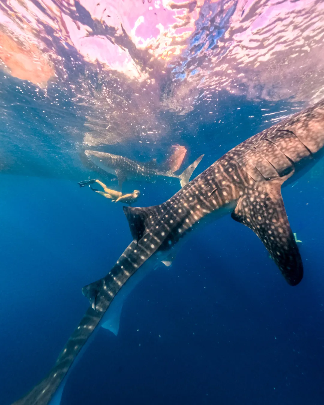 Whalesharks in Sumbawa