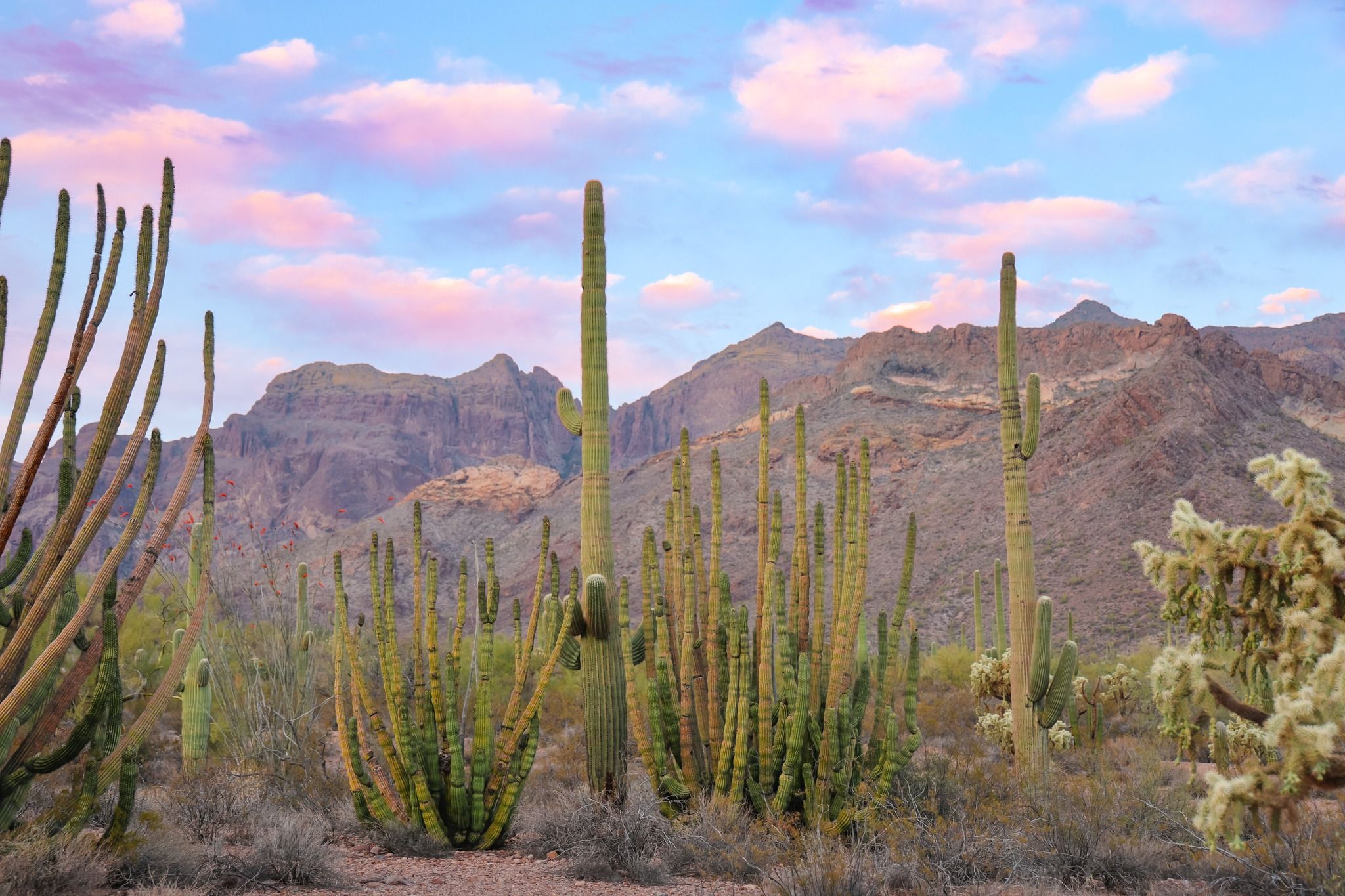 Organ Pipe Cactus National Monument