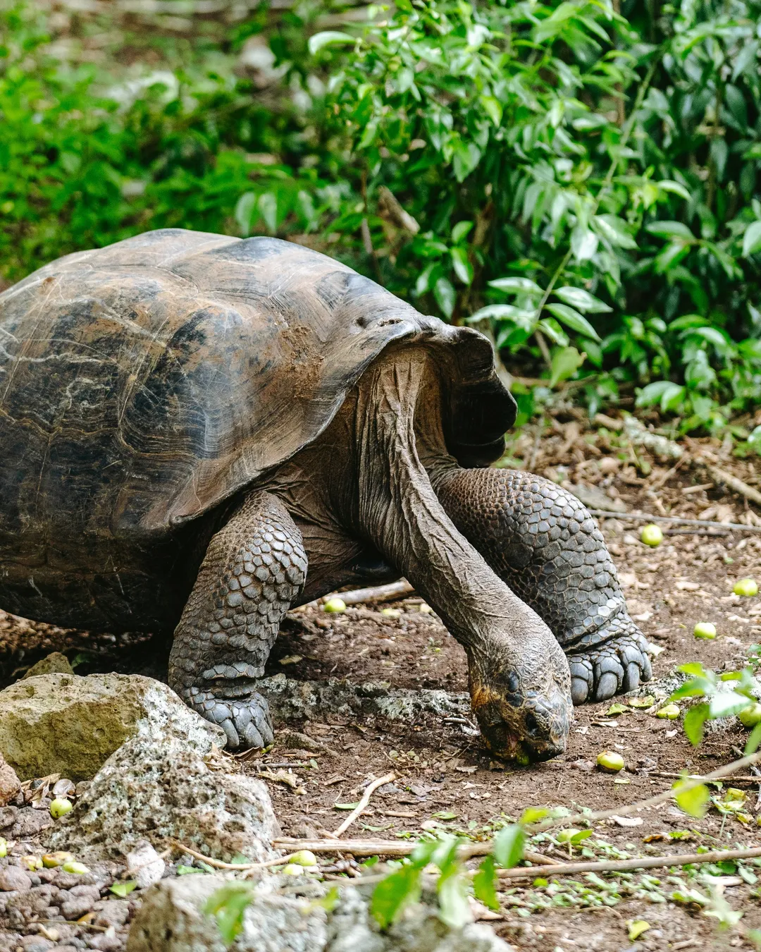 Giant Tortoise Reserve - Galapaguera de Cerro Colorado