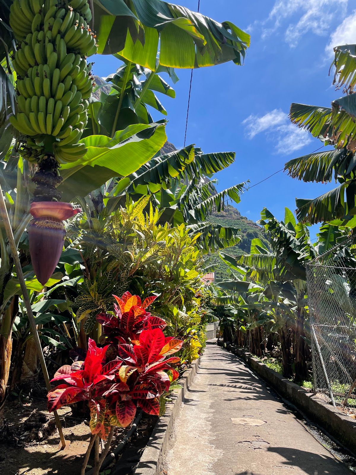 RB3 Vereda da Vargem (Banana route)