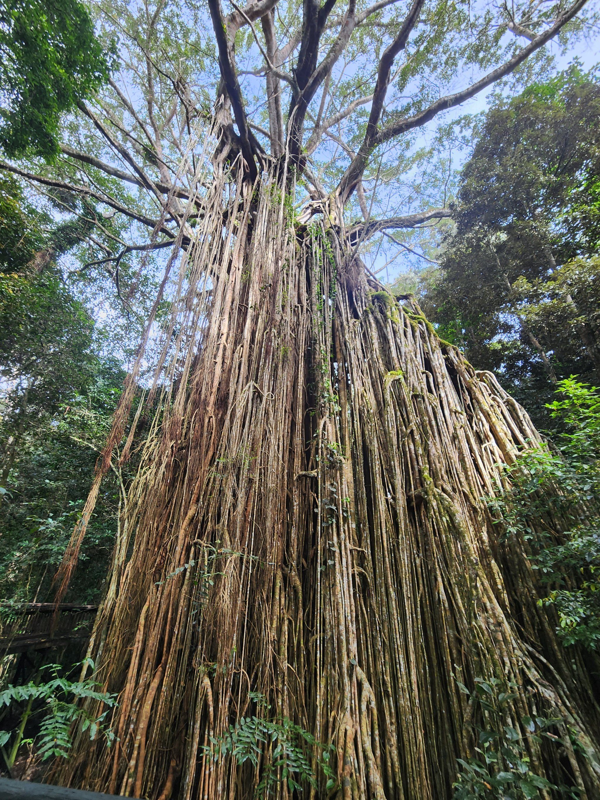 Curtain Fig Tree