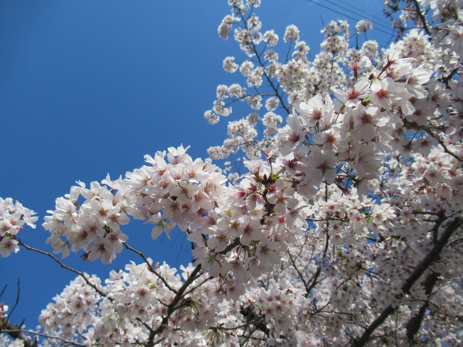 Shingashi Riverbank Cherry Blossoms - Japan - Rexby
