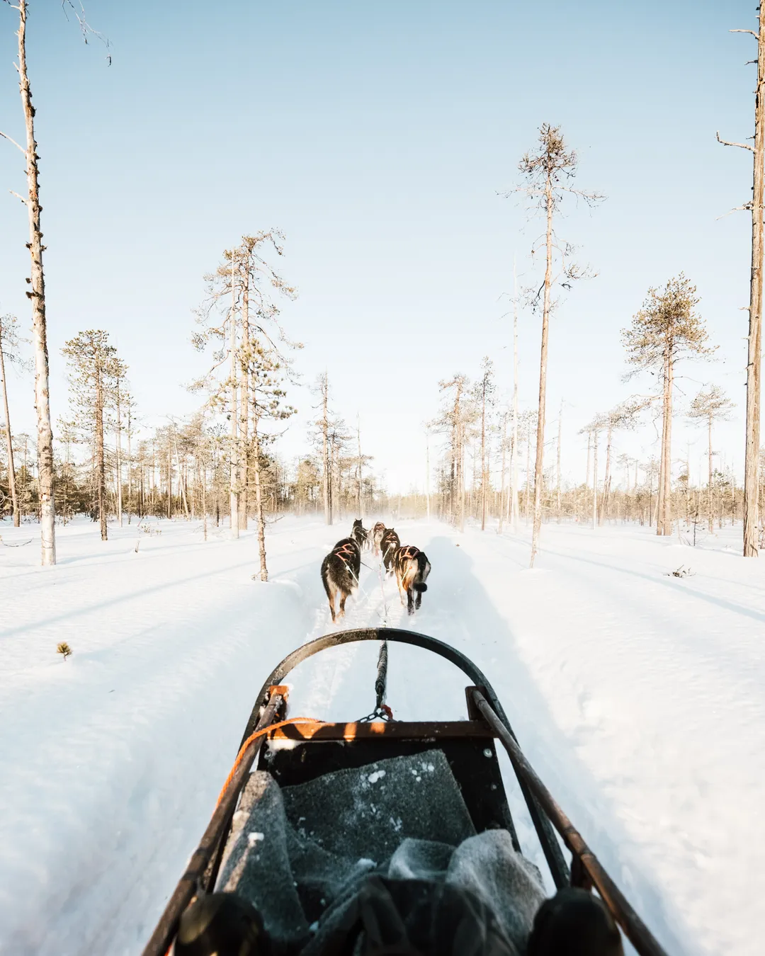 Bearhill Husky