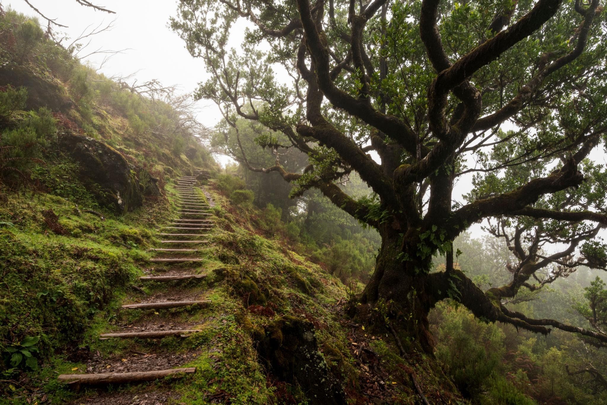 Fanal Forest Short Loop, Madeira