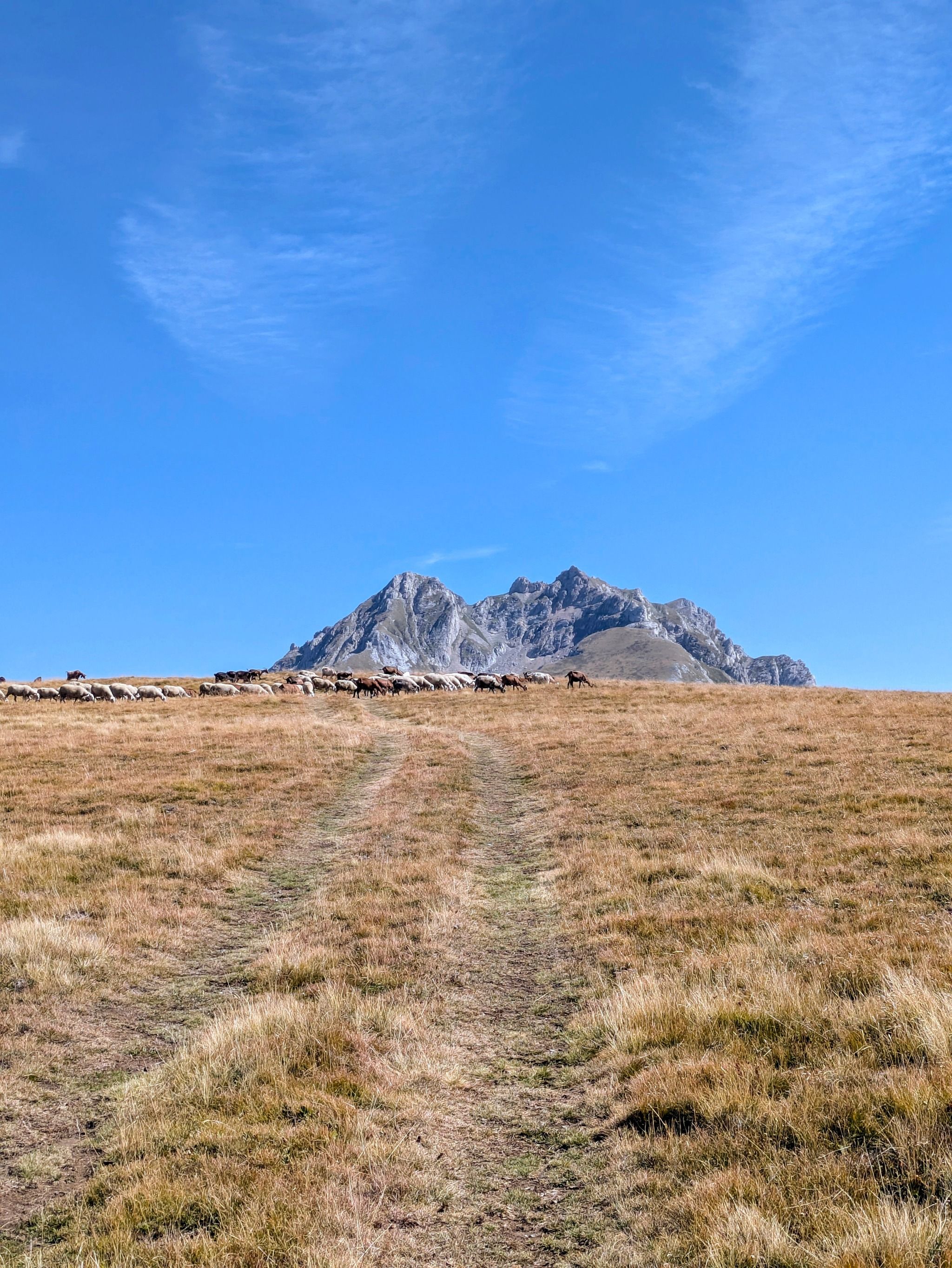 ❤️ Maja Shullani Perdatit ⛰️