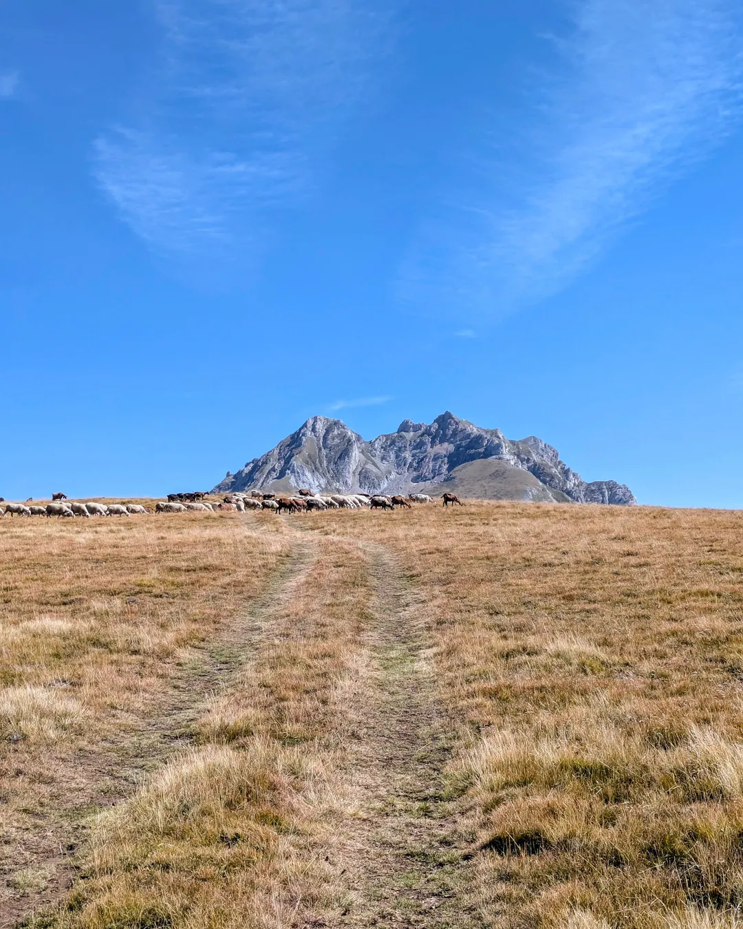 ❤️ Maja Shullani Perdatit ⛰️