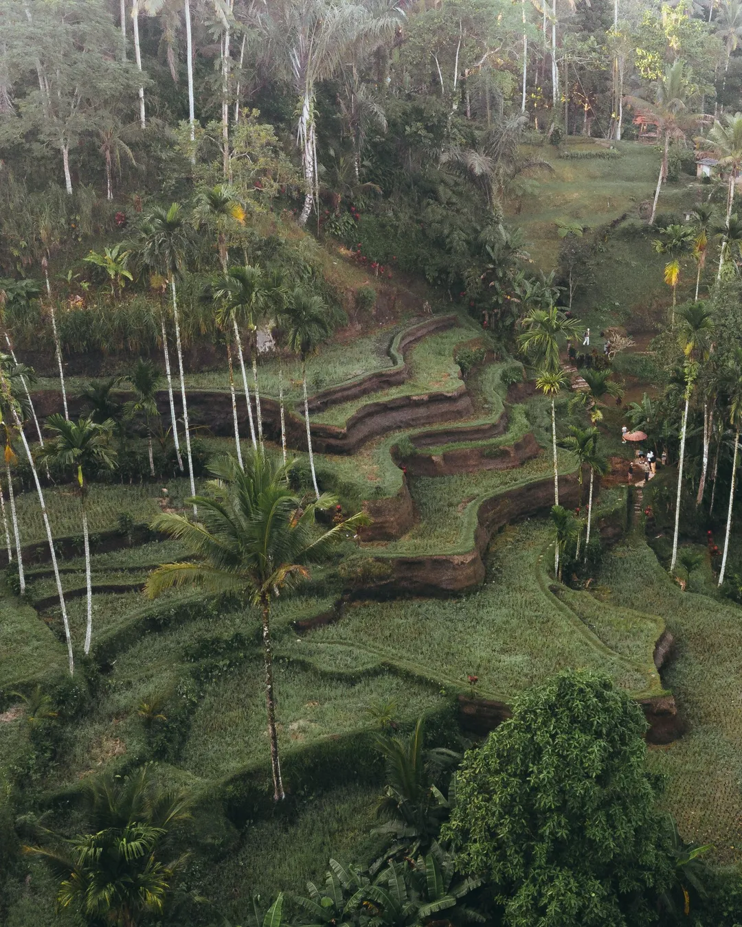 Tegallalang Rice Terrace
