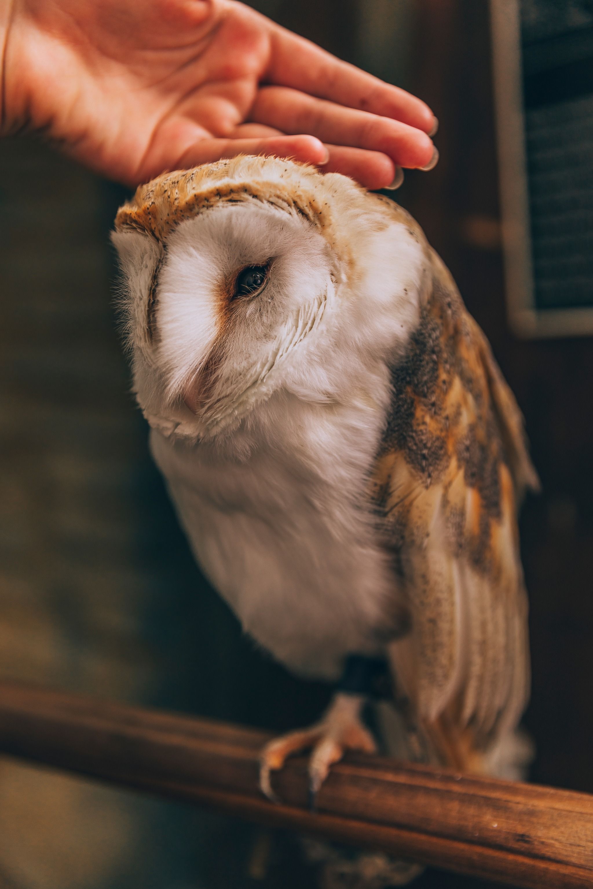 Yufuin Floral Village