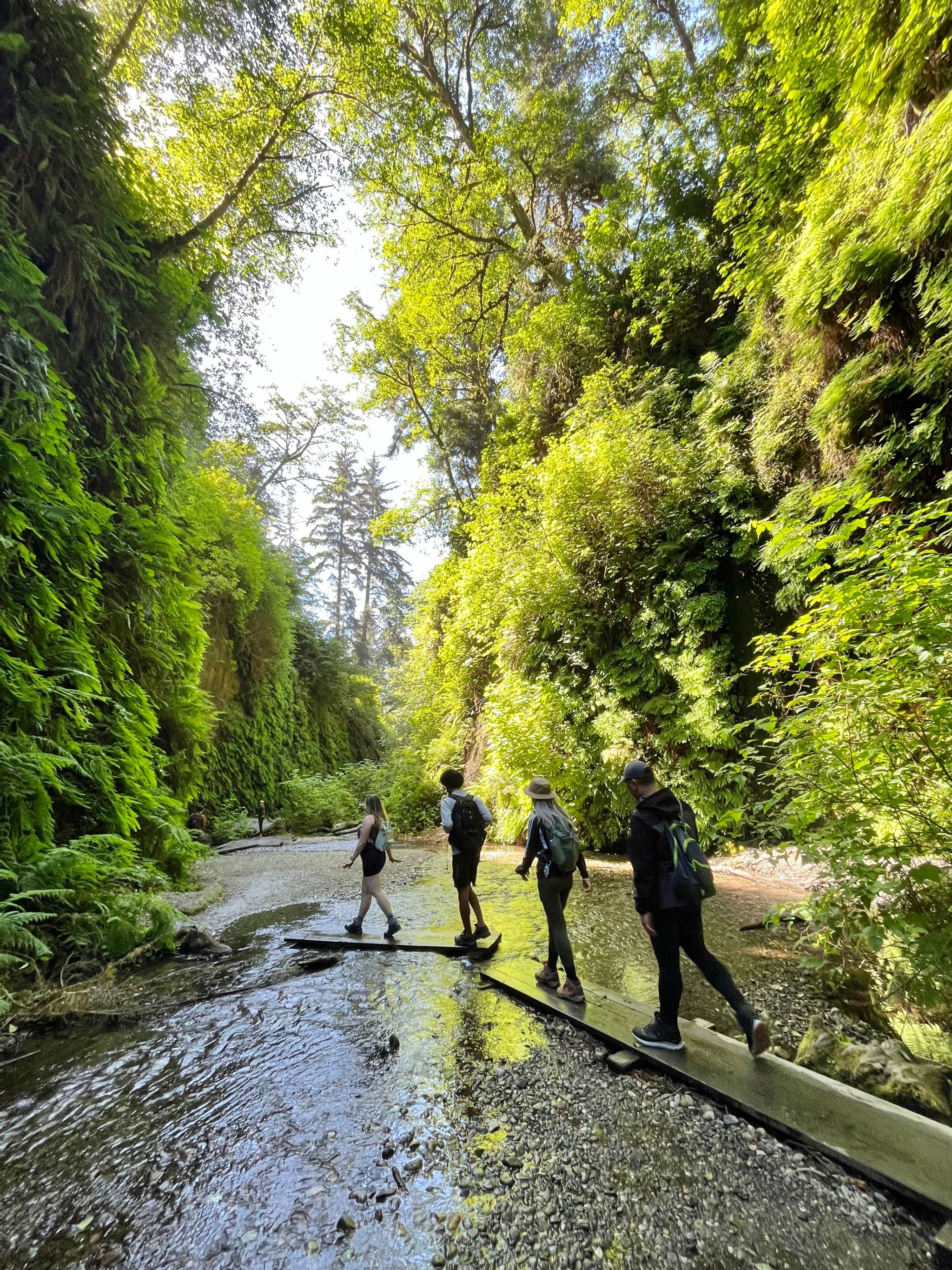 Fern Canyon