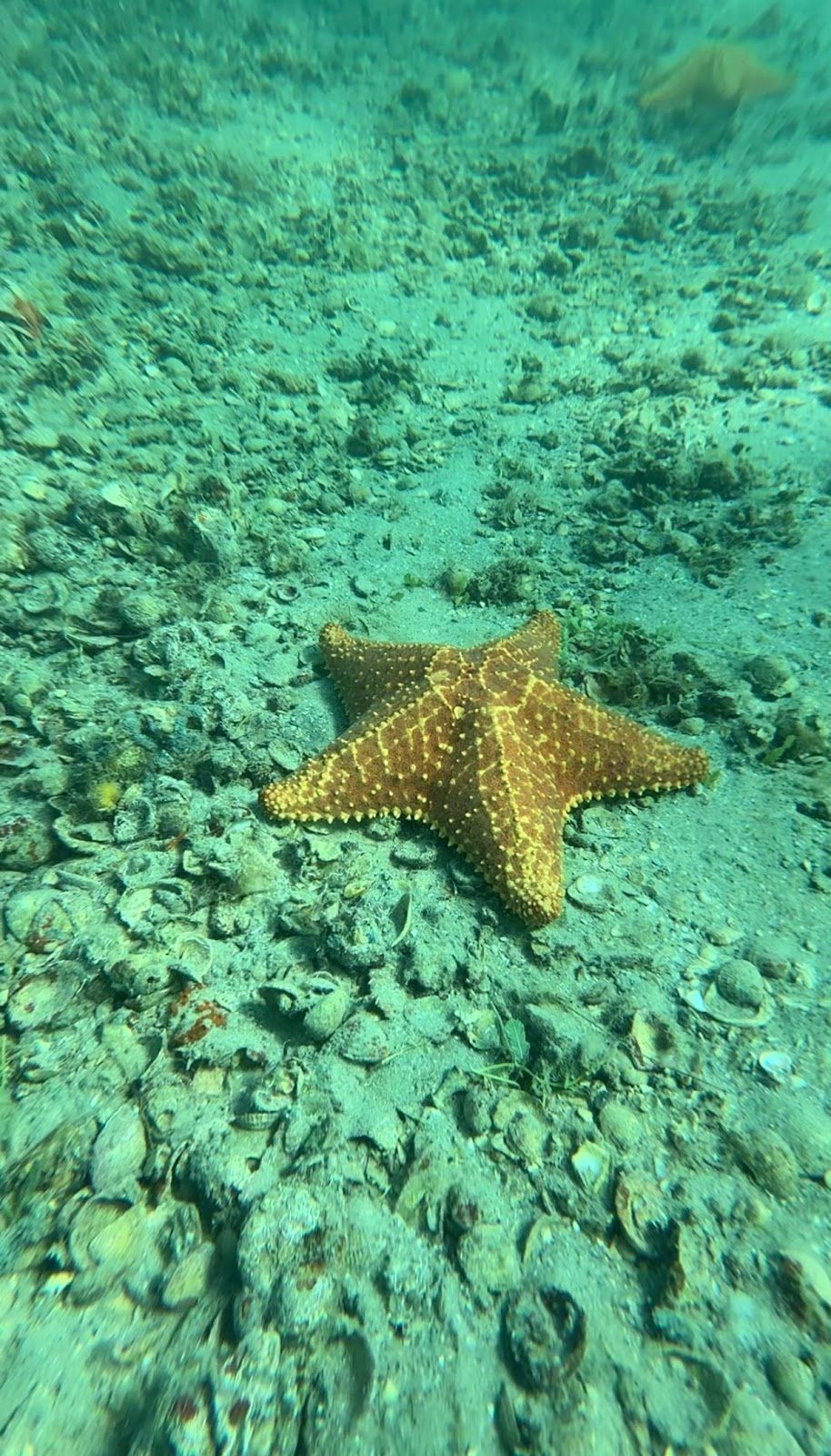 Phil Foster Snorkel Trail