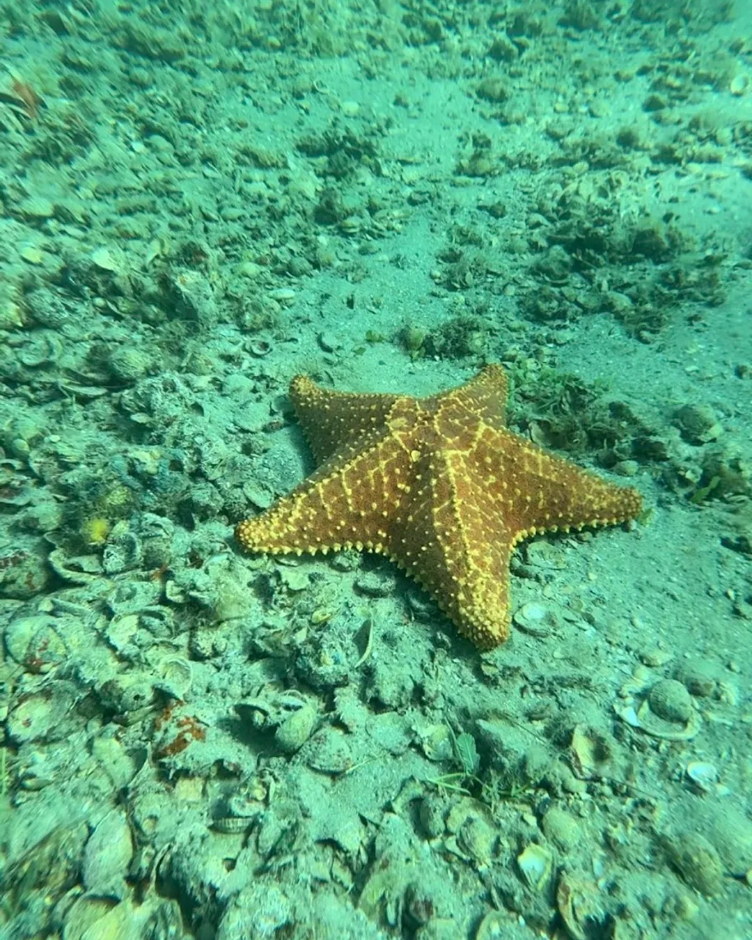 Phil Foster Snorkel Trail