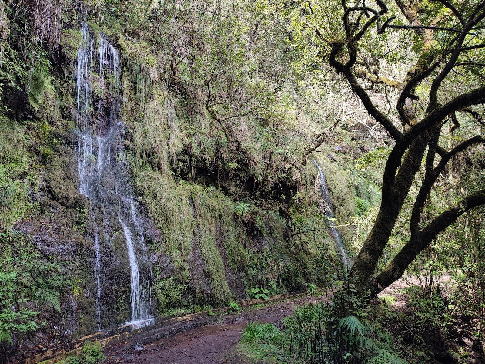 Hidden gem in Ribeiro Frio