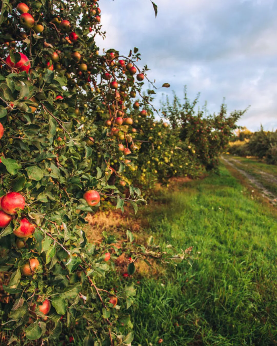 Hilltop Orchards Winery, Cidery and Taproom