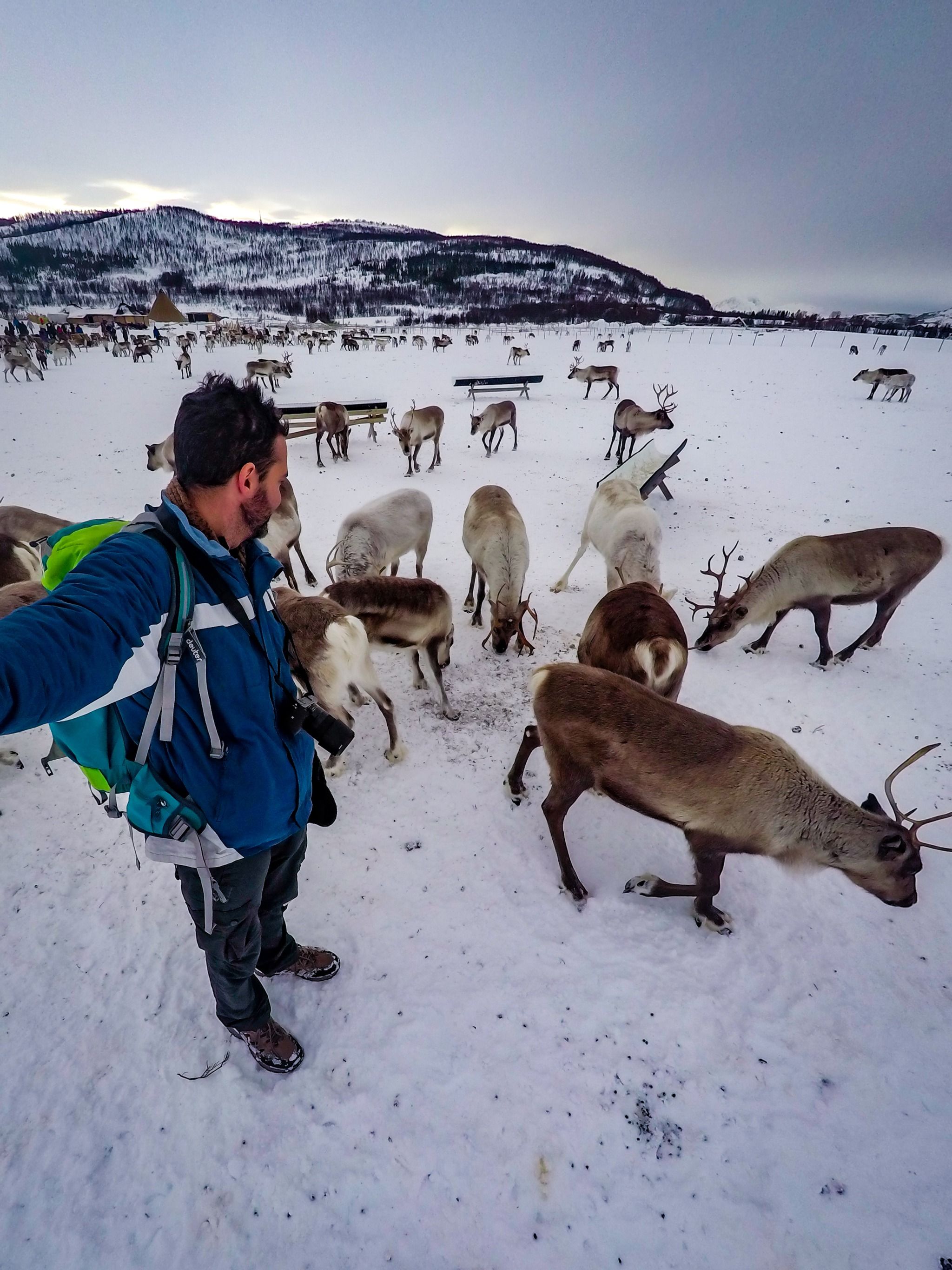 Tromsø Arctic Reindeer