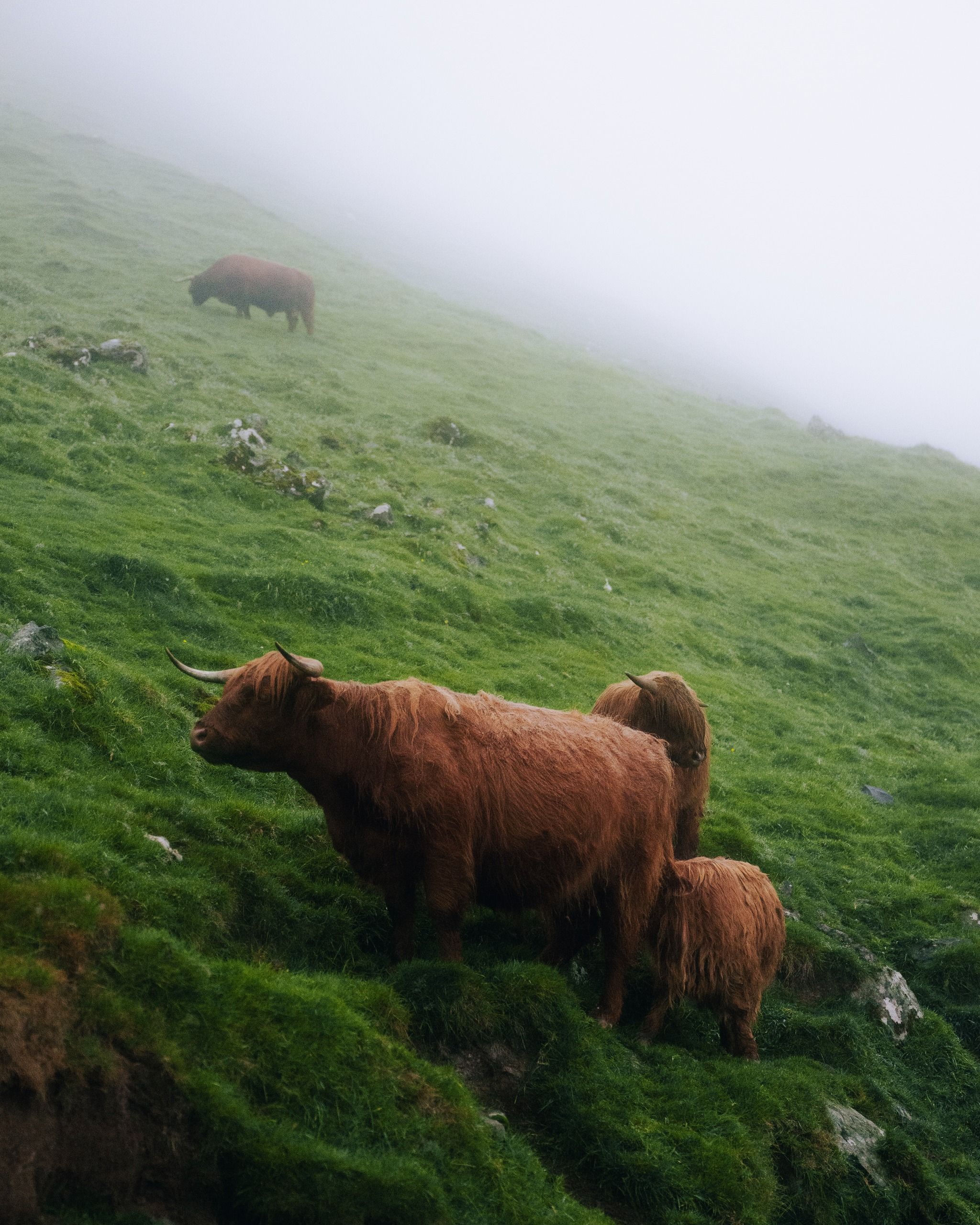 Highland cattle