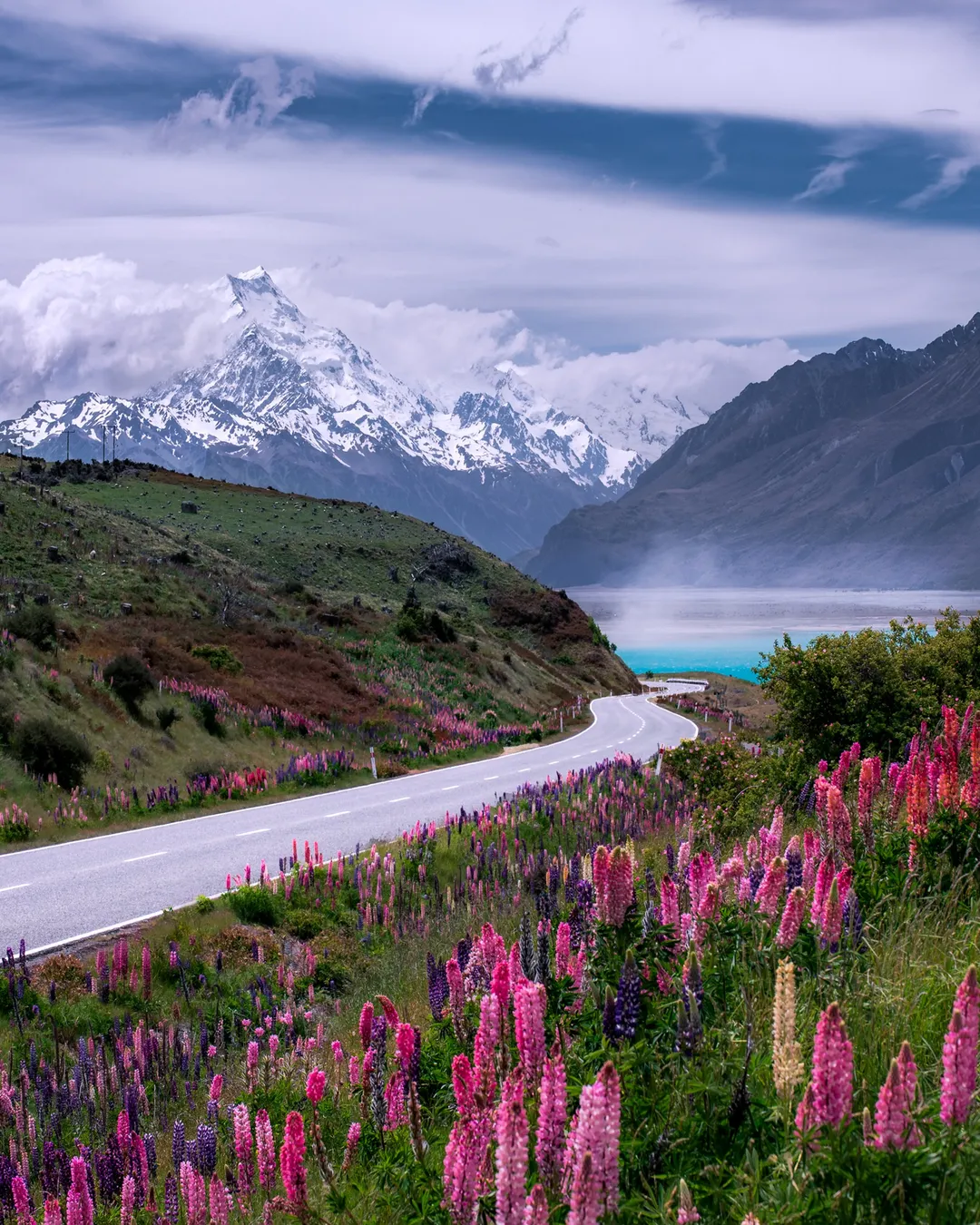 Mount Cook Road Lupins