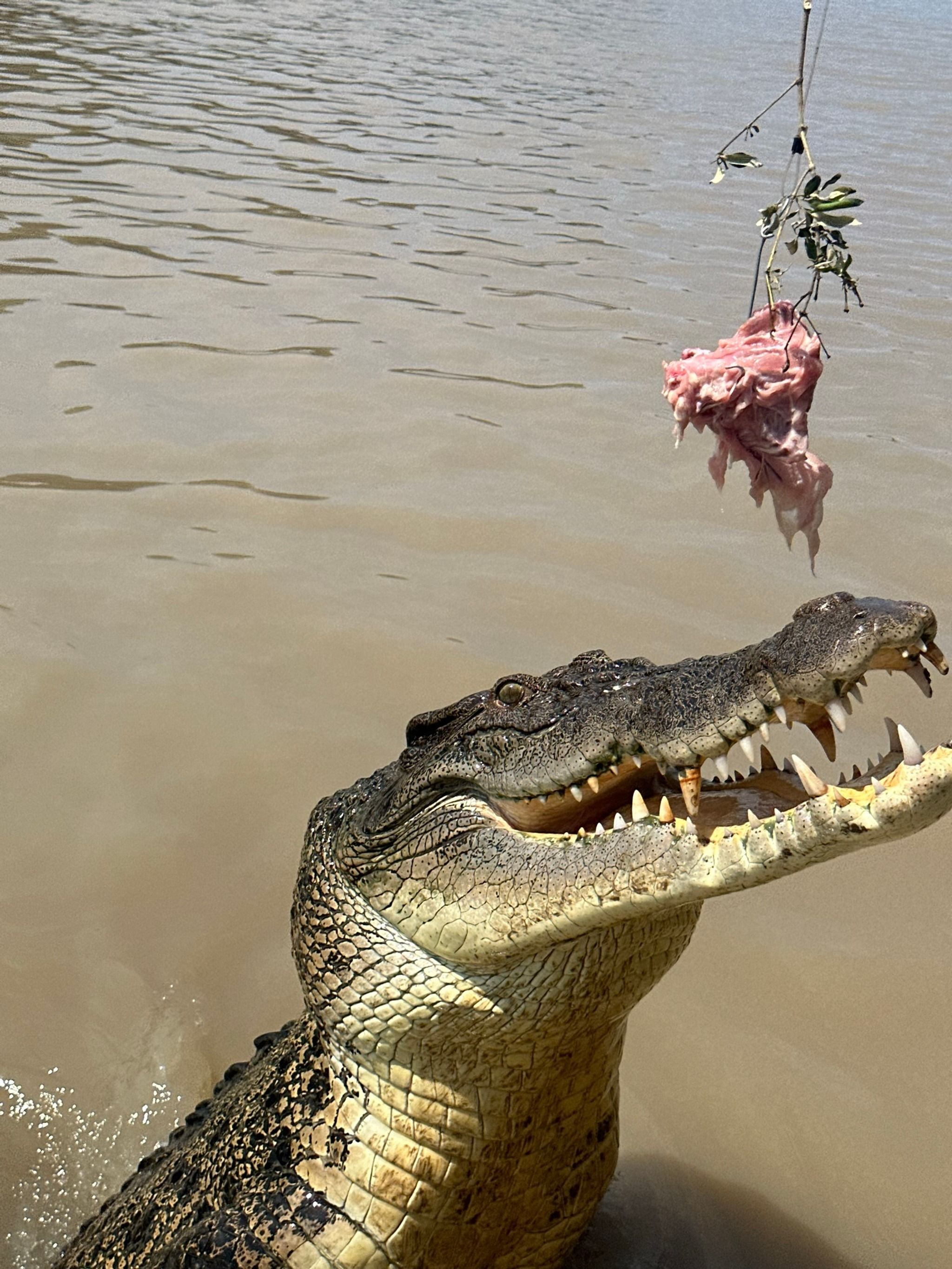 Adelaide River Cruises