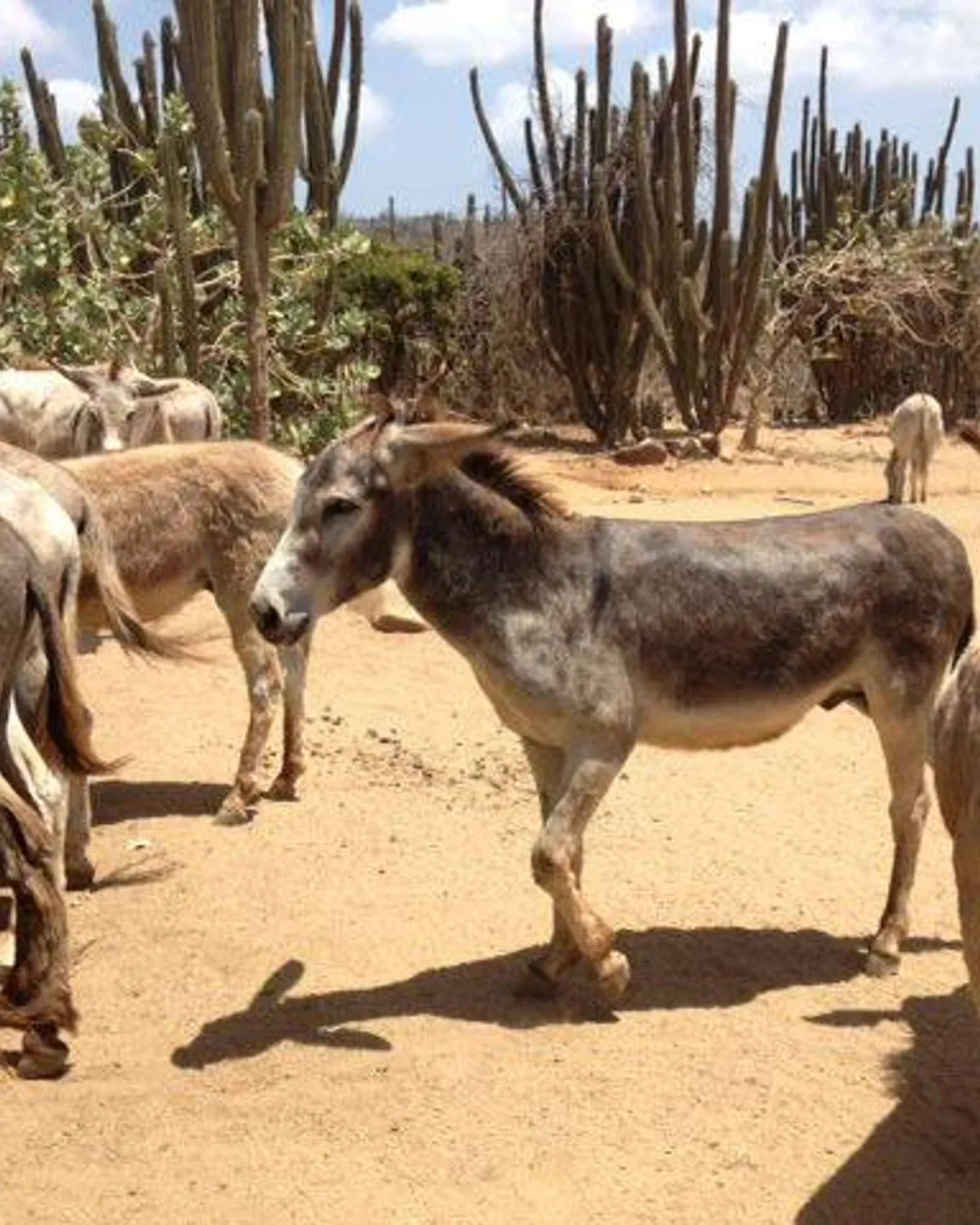 Donkey Sanctuary Aruba