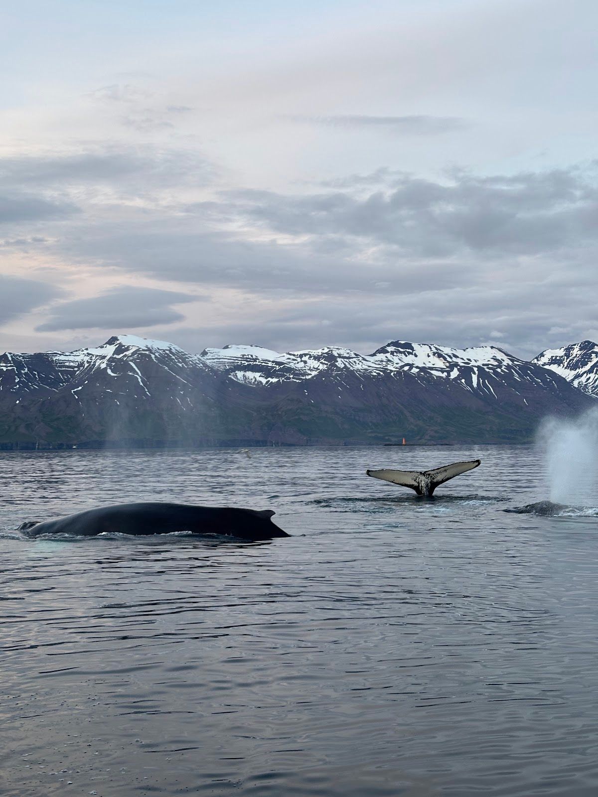 ArcticSeaTours - Whale Watching Dalvík