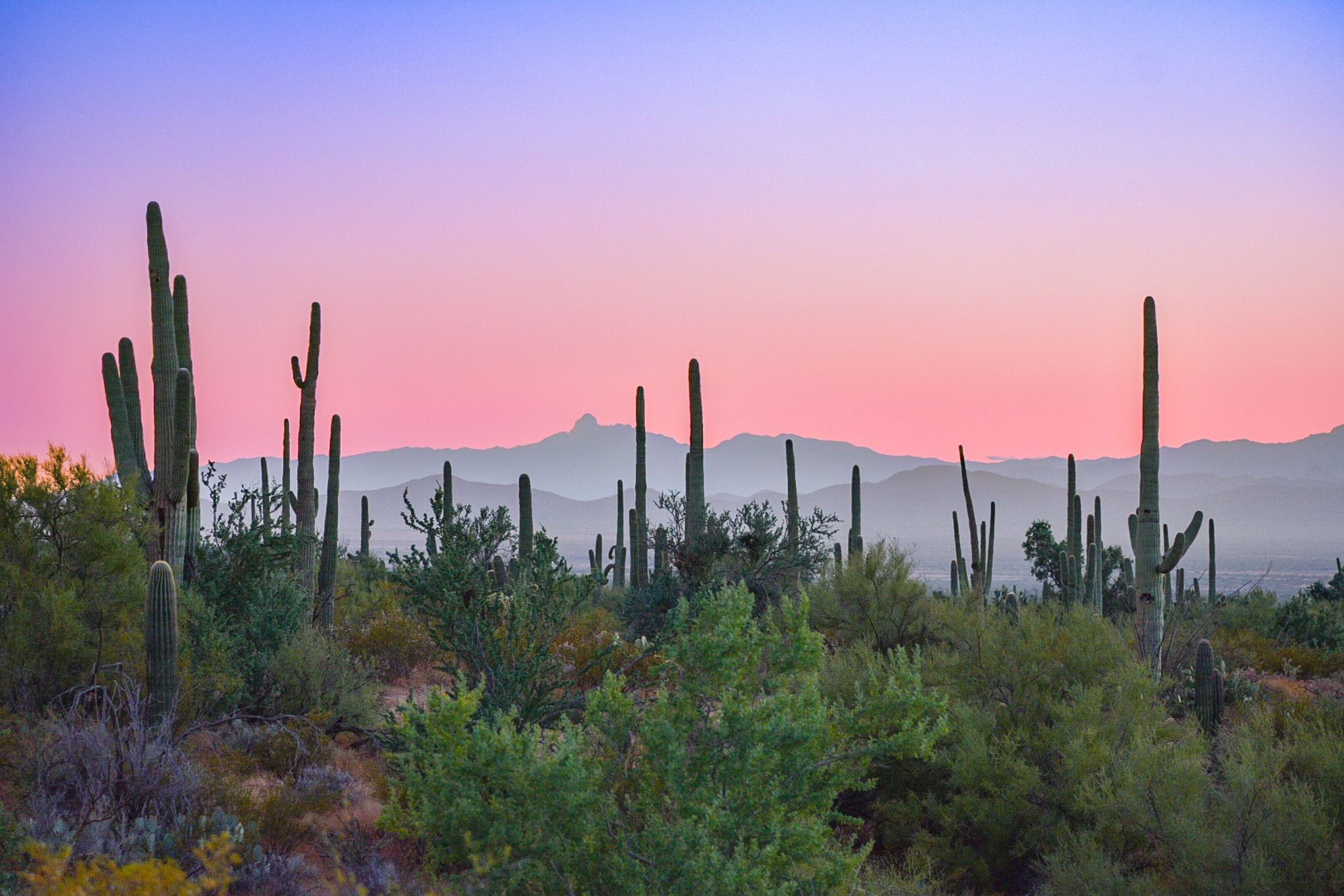 Saguaro National Park