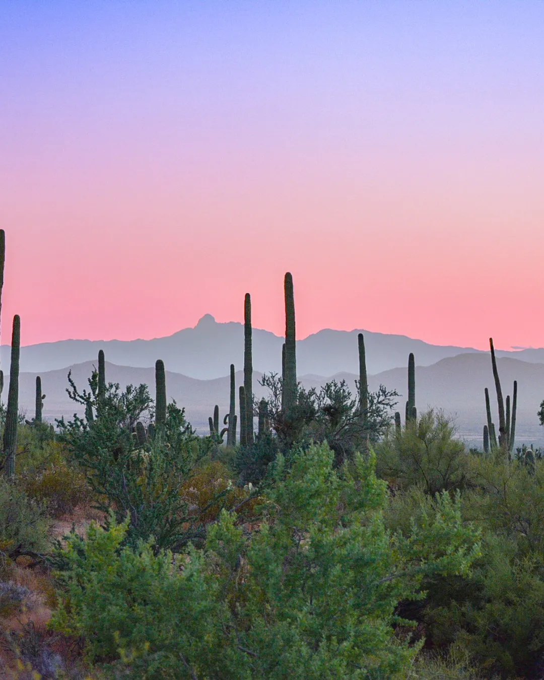 Saguaro National Park