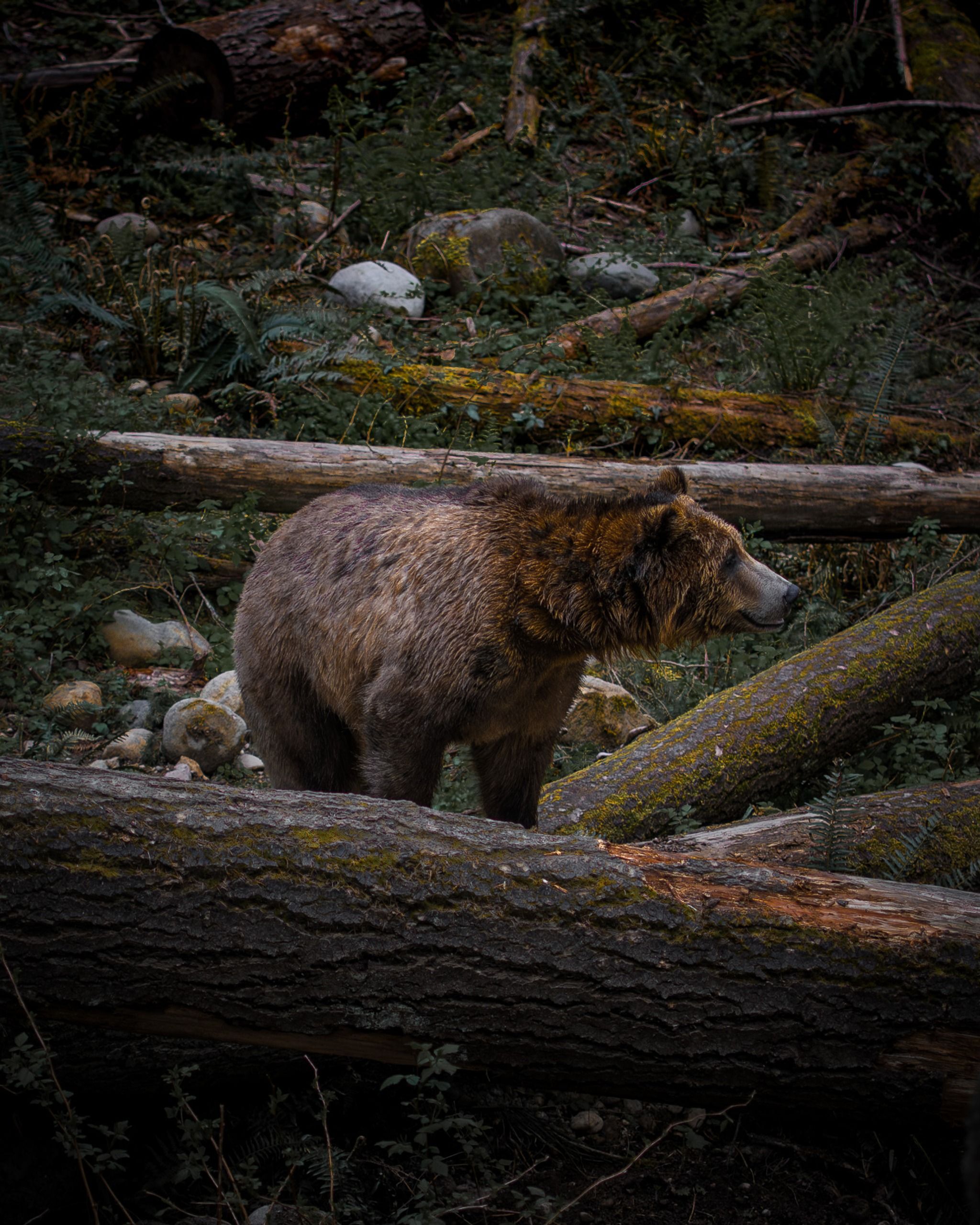 Northwest Trek Wildlife Park