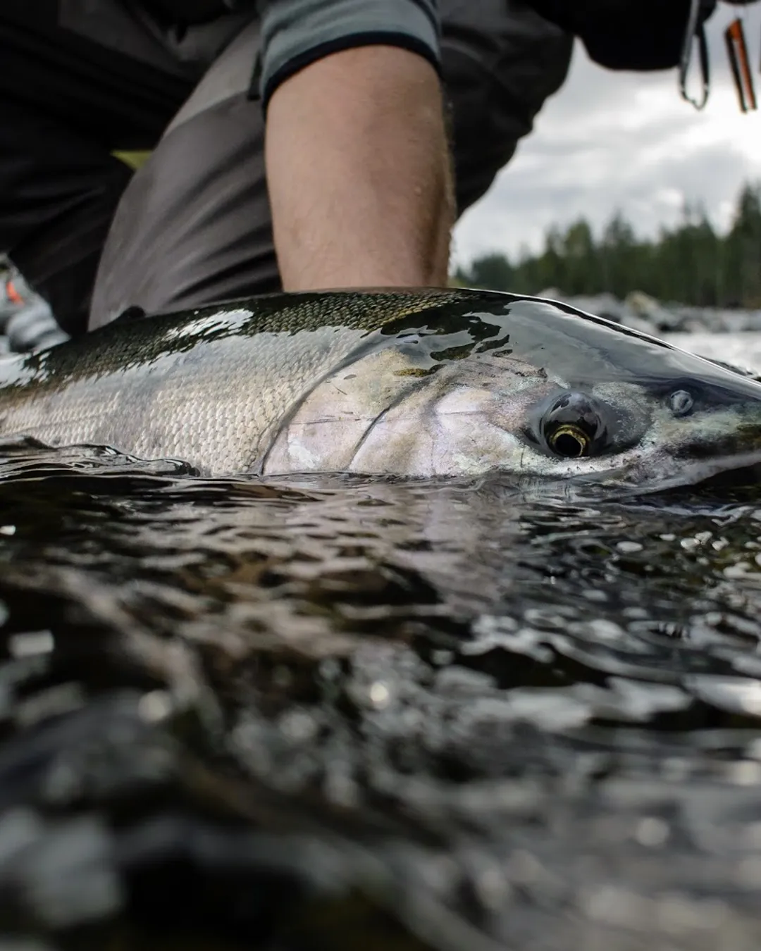 Coastal Wilderness Adventures Sportfishing