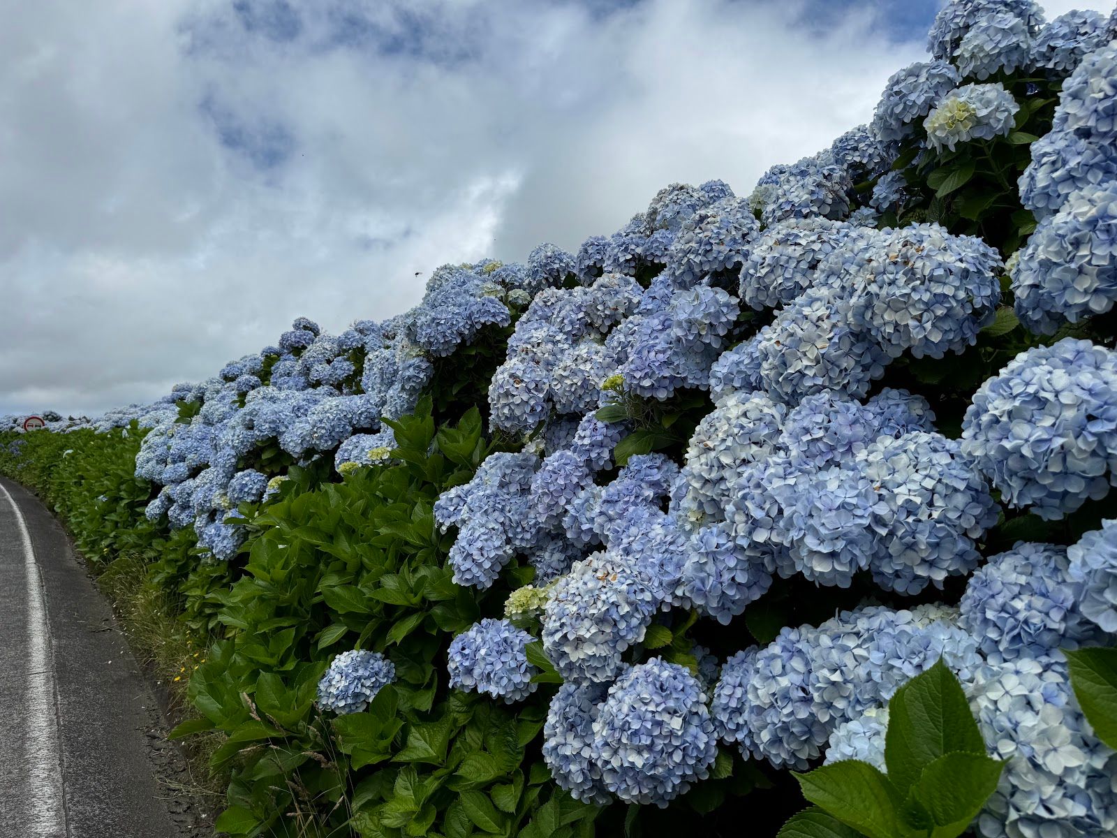 Carretera de las hortensias