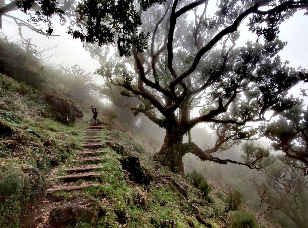 PR13 Vereda do Fanal