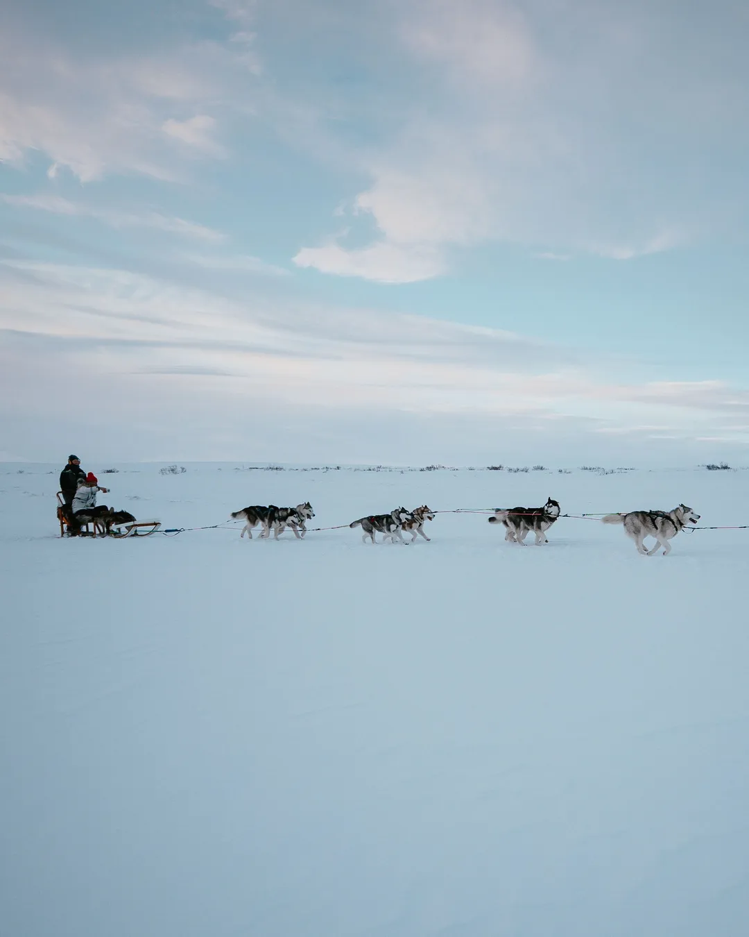 Snow Dogs