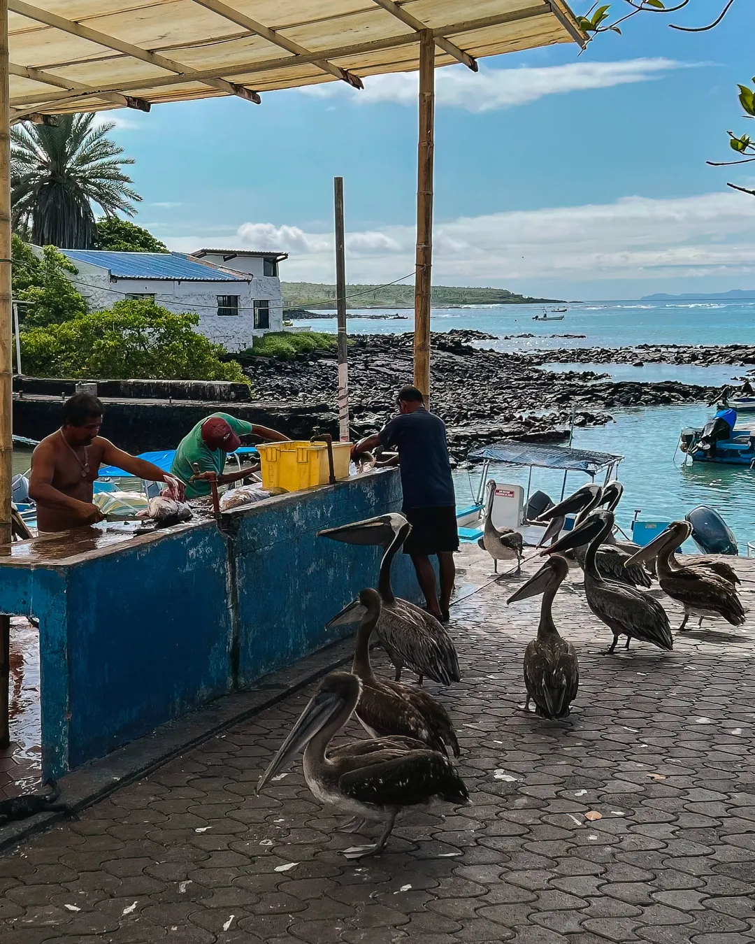 Puerto Ayora - Downtown/Malécon