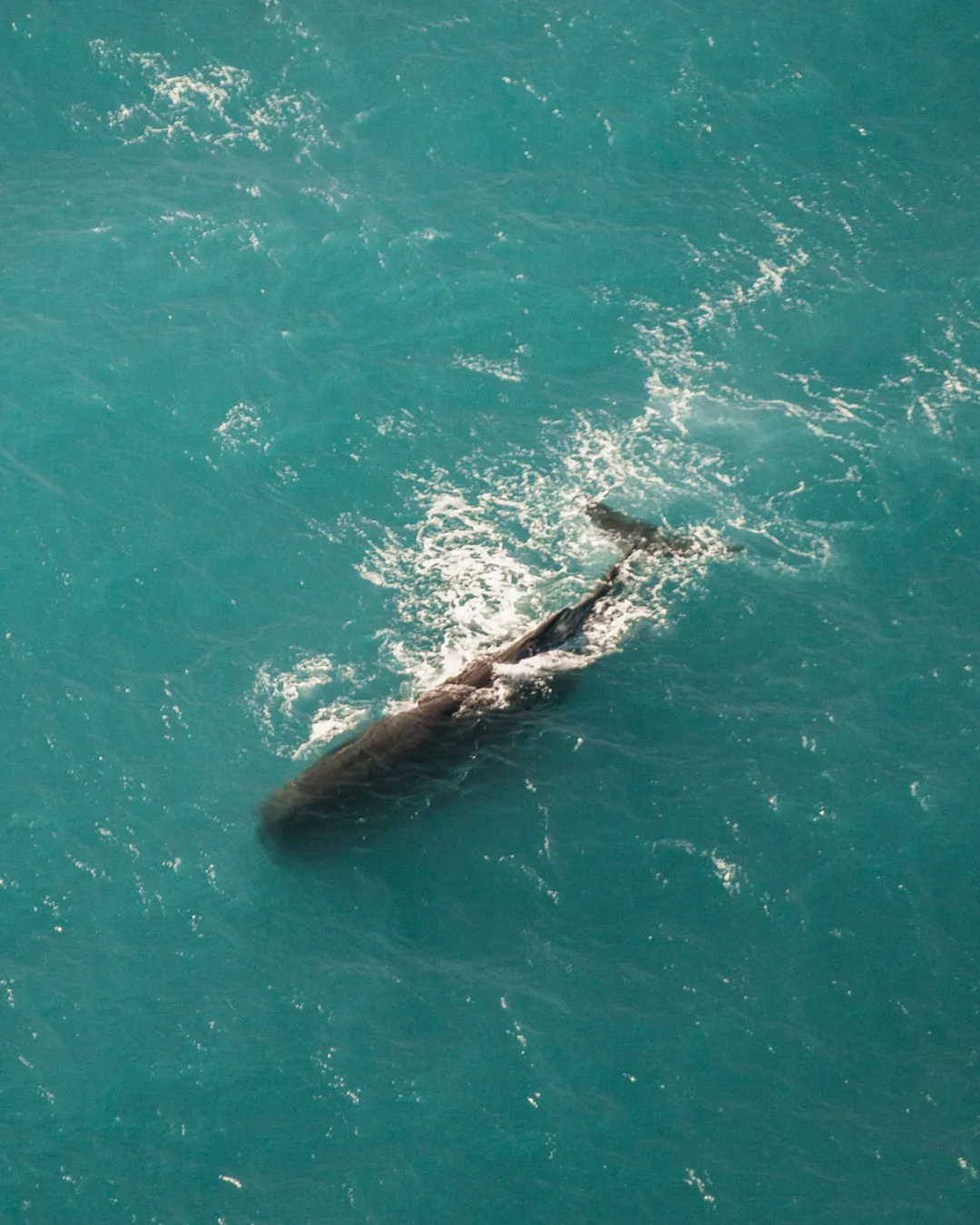 Whale Watch Kaikoura