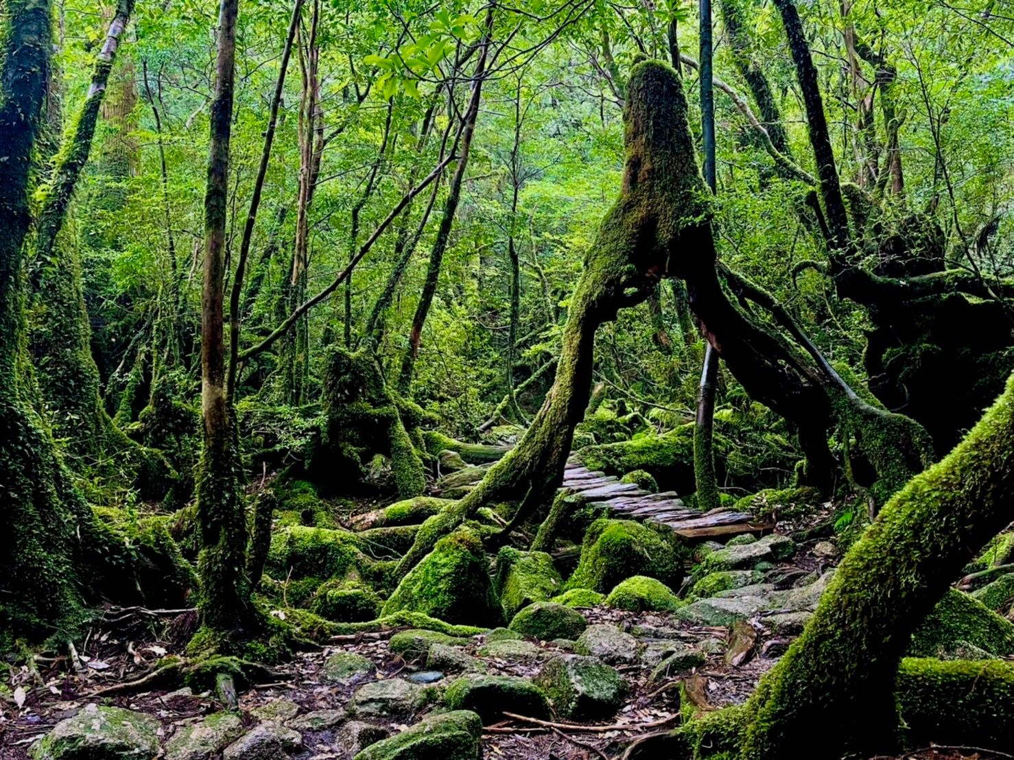 Yakushima 2本セット #02 Aging #01