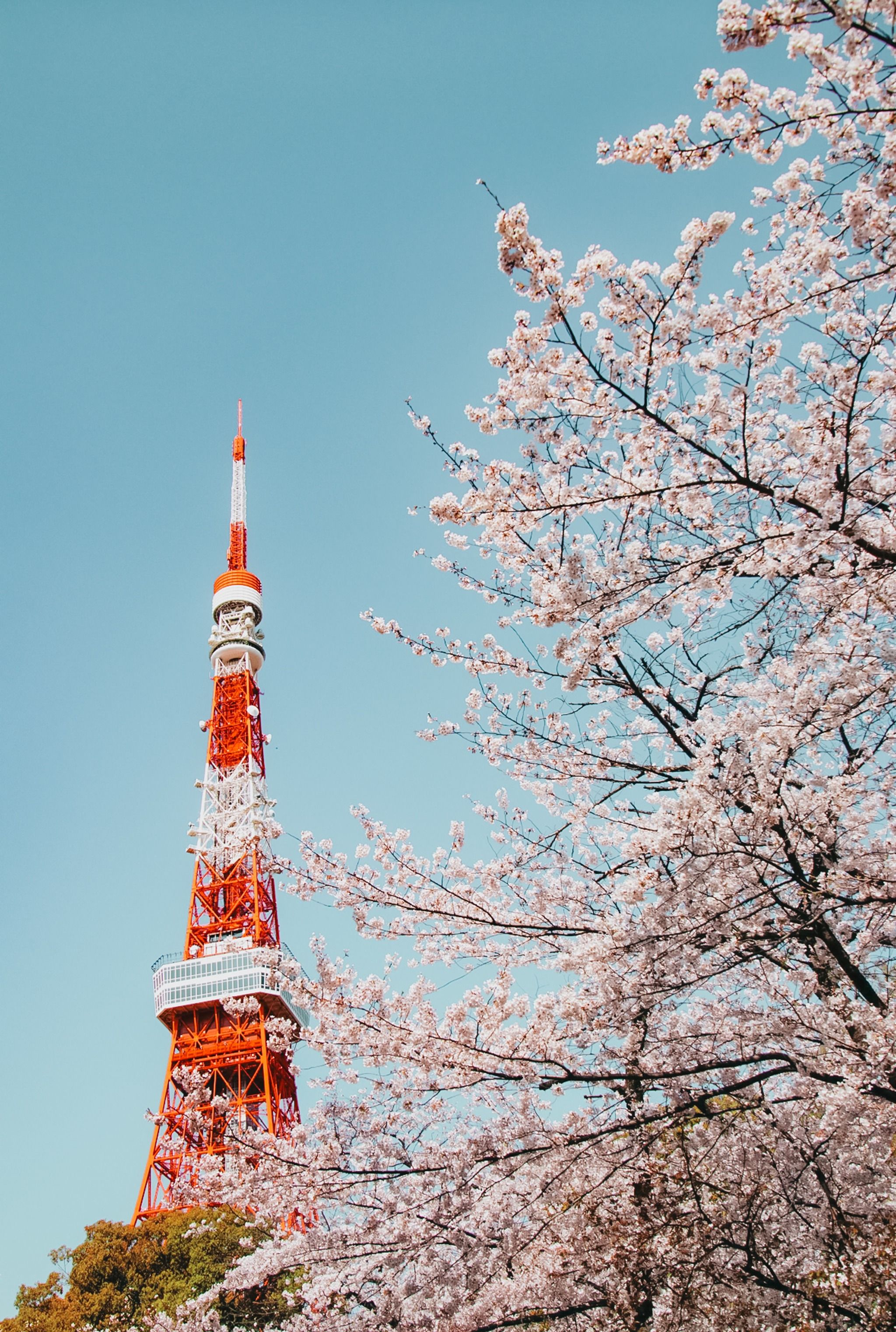 Zōjō-ji Temple - Japan - Rexby