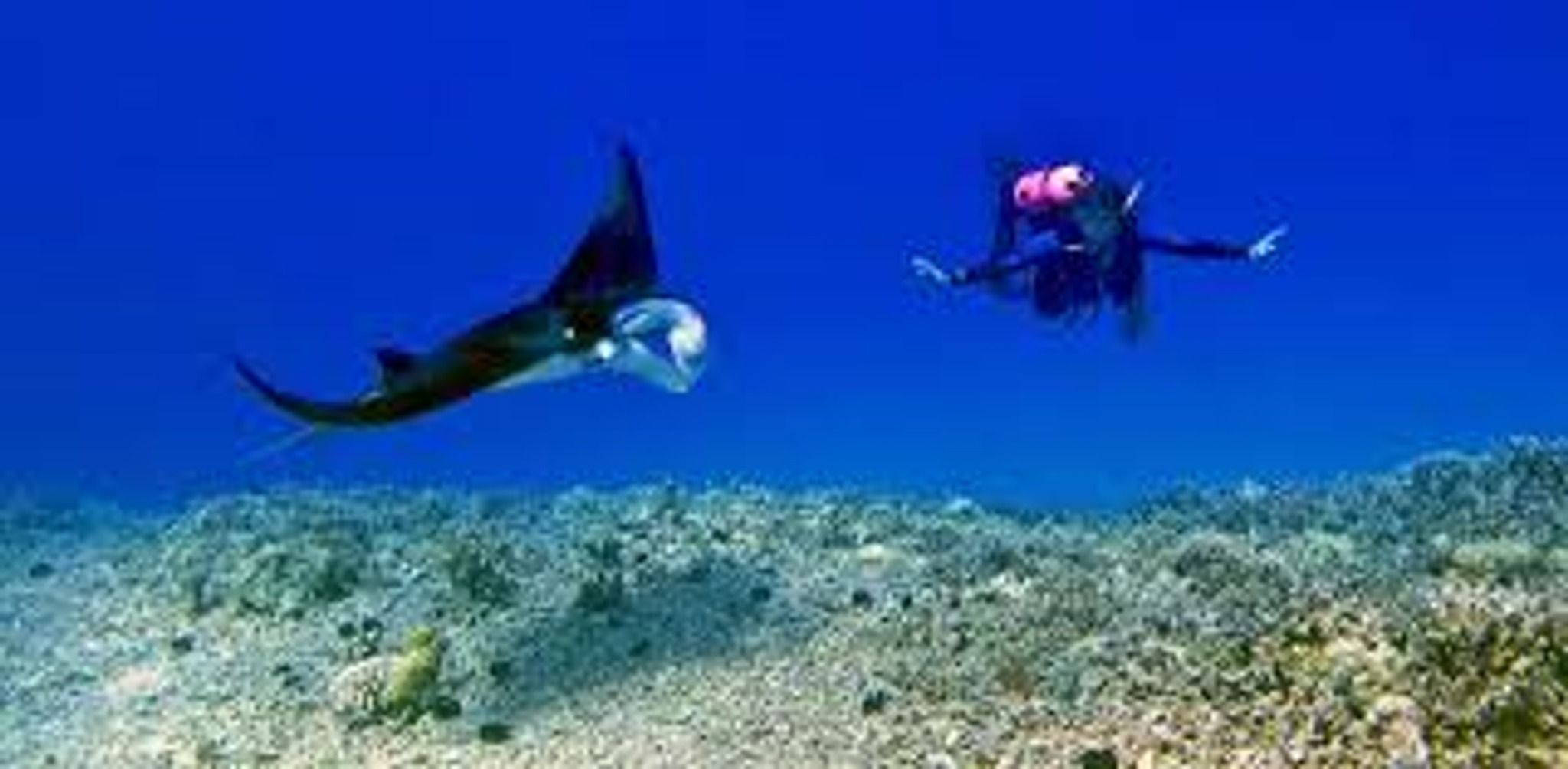 Kona Manta Ray Snorkel Tours