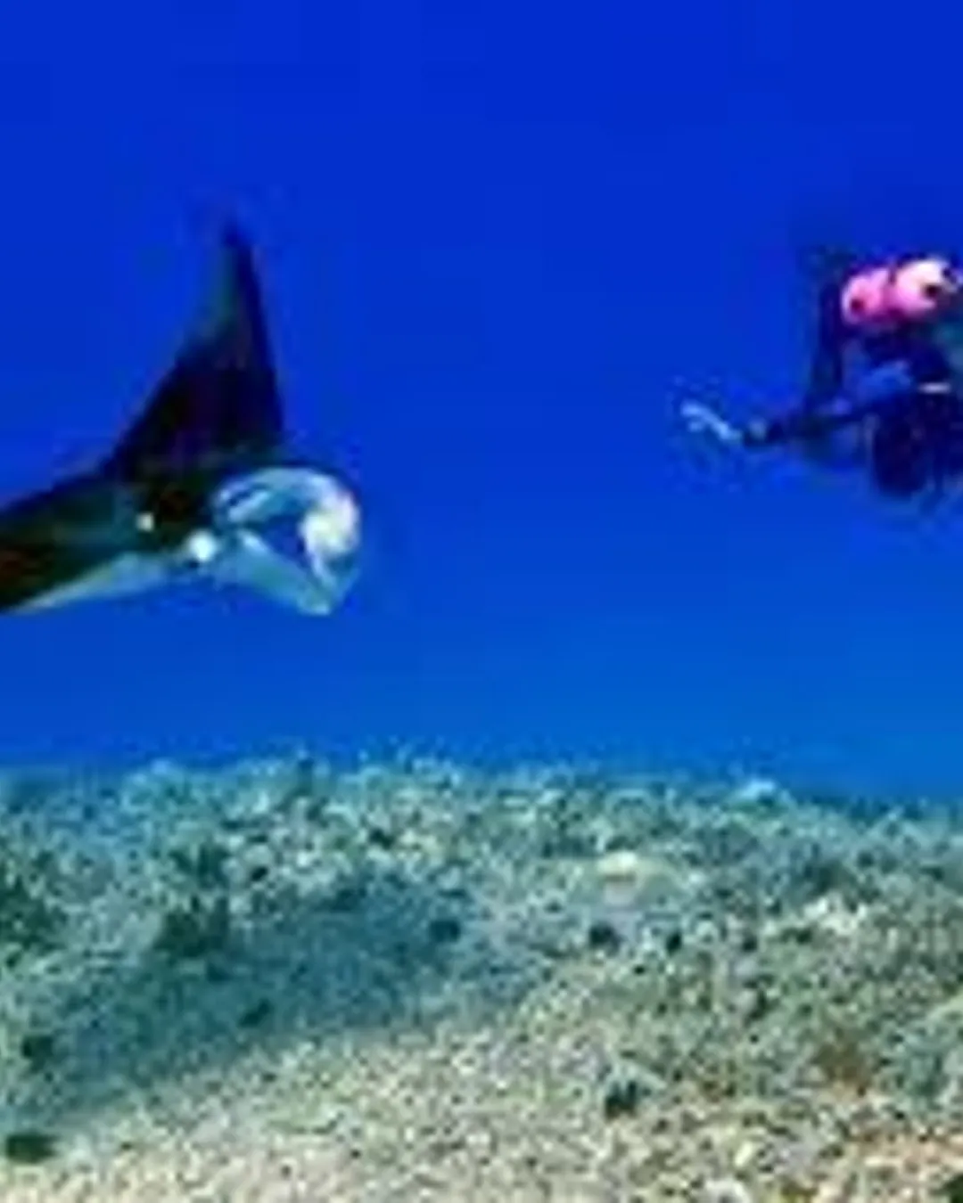 Kona Manta Ray Snorkel Tours